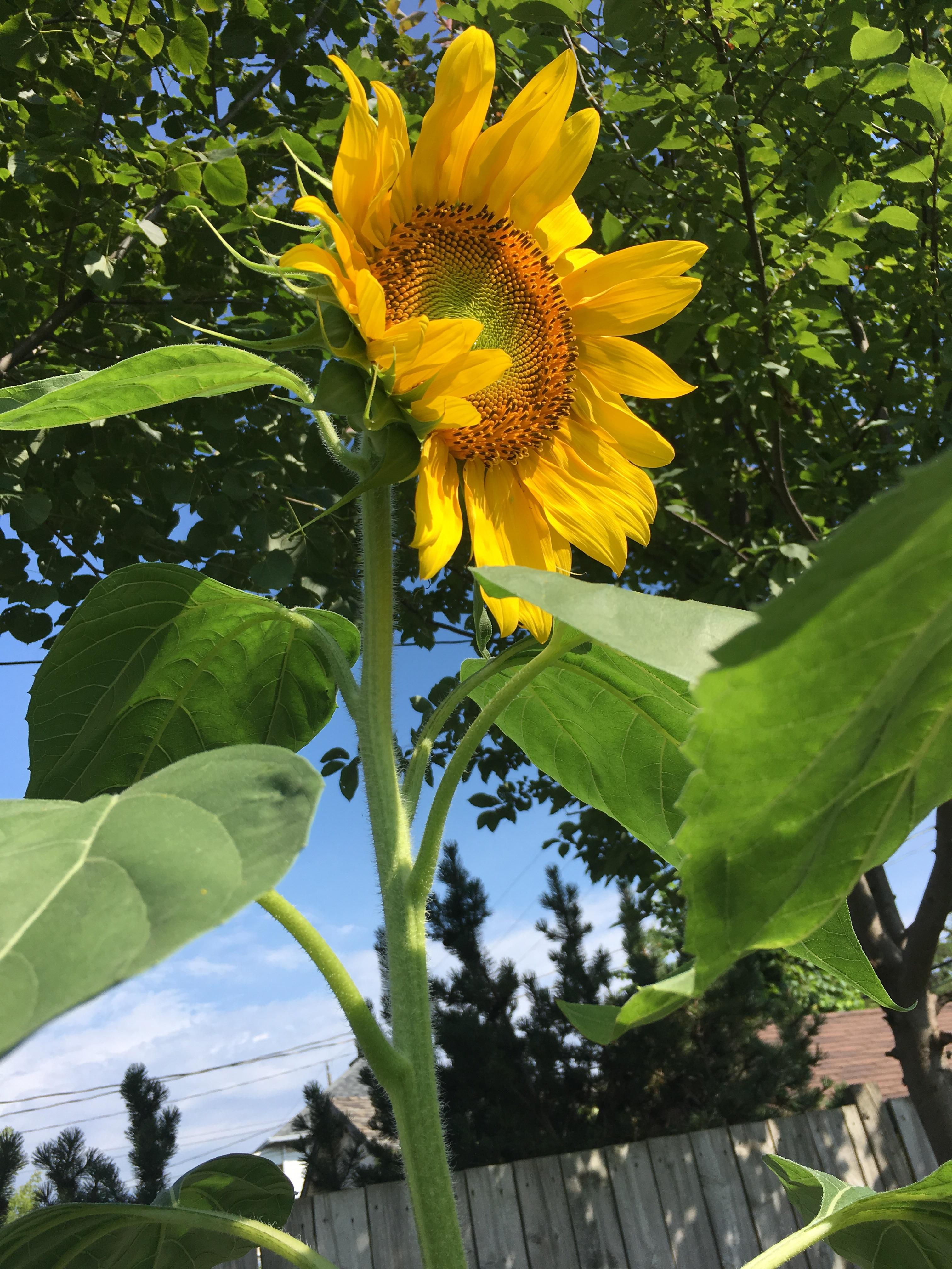 My very first sunflower is blooming! 🌻 r/gardening