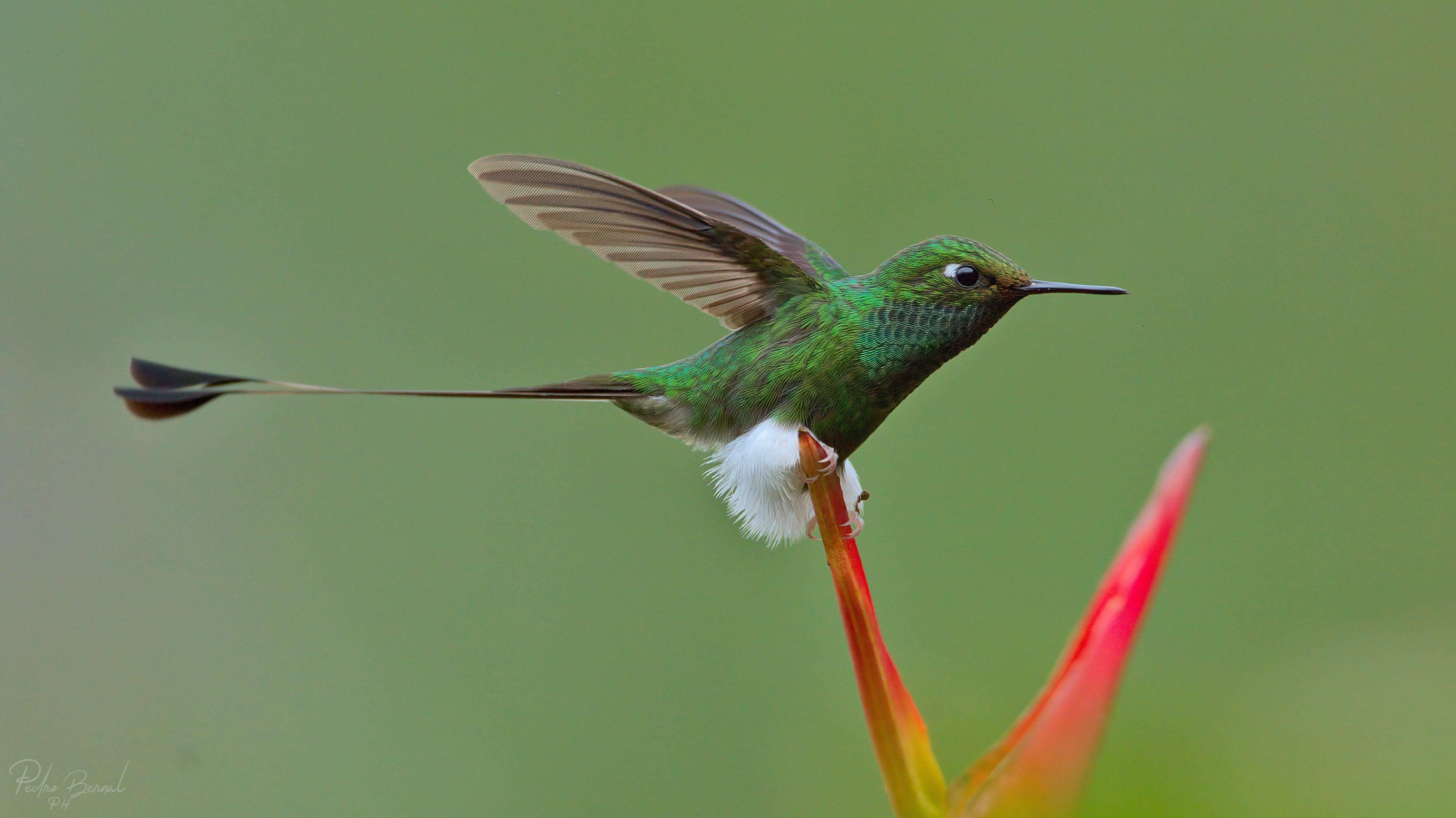 So far my best hummingbird photography r/hummingbirds
