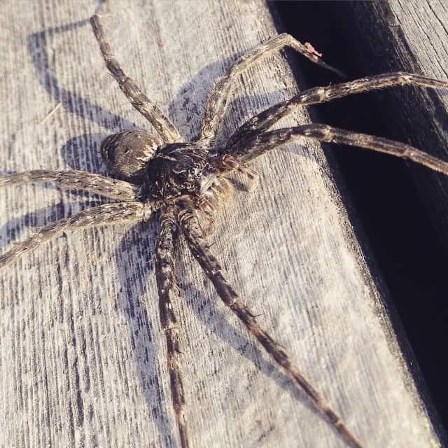 Dock spider(Dolomedes) largest breed of spider in Canada. The planks on
