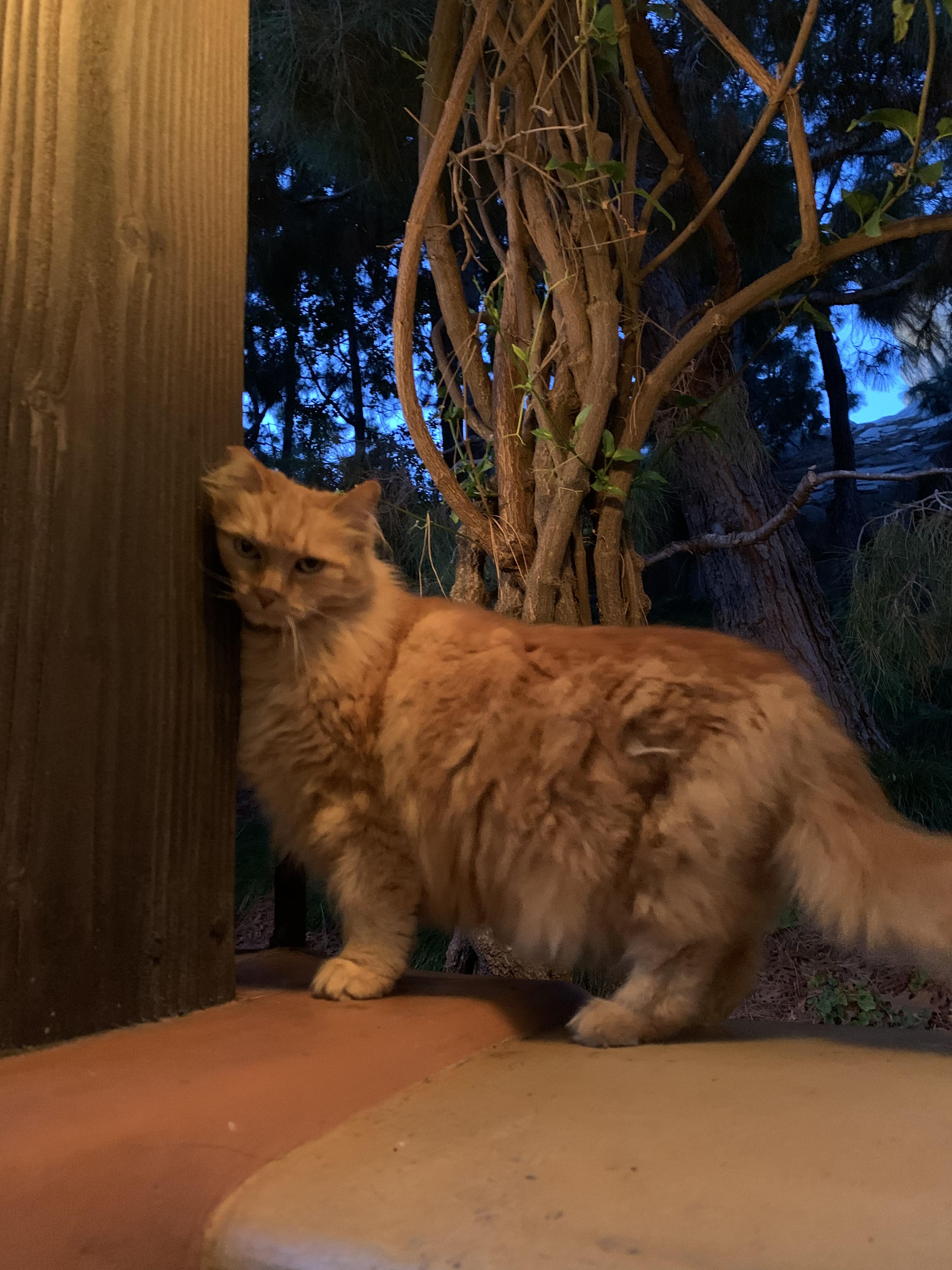 Was able to get up close with one of the Disneyland cats tonight! r