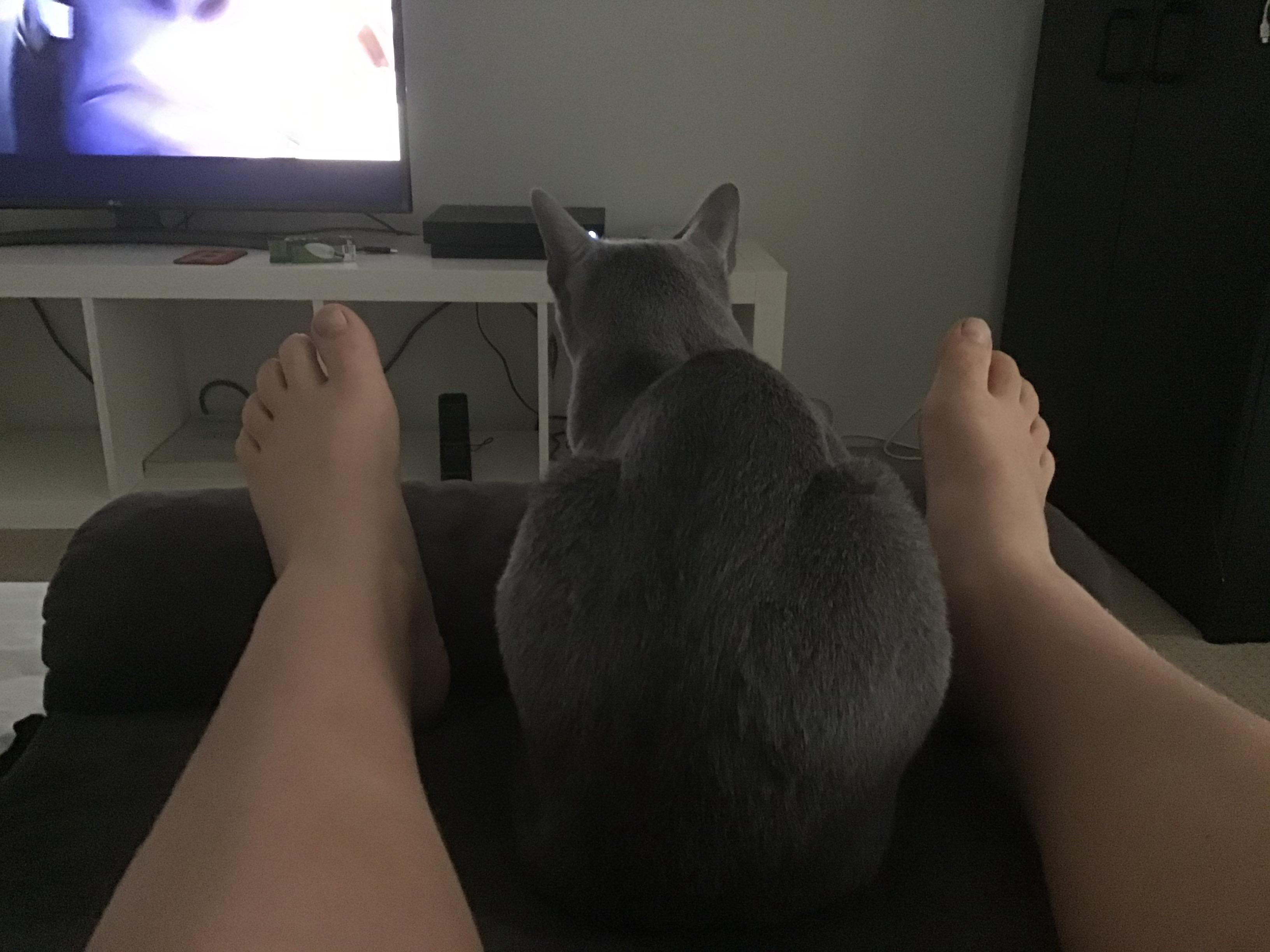 When your cat sits on you when you don’t want it to r/aww