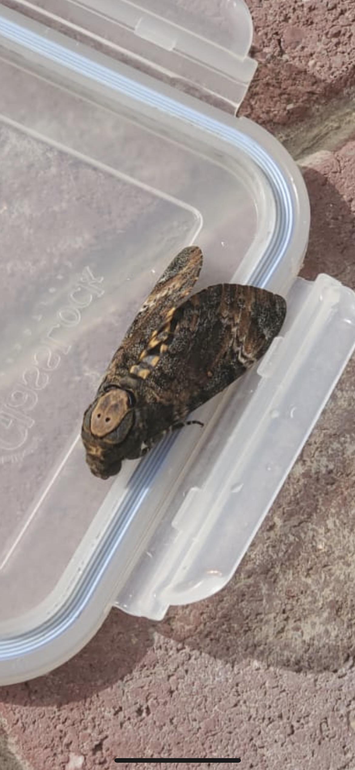 Help identify this moth 👀 r/moths