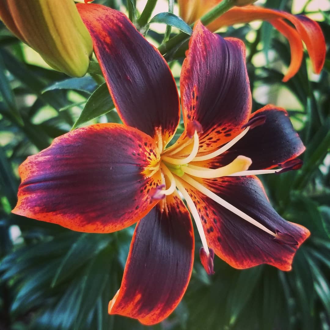 My favorite plant in my dark garden. Starlette lily r/PlantGoths
