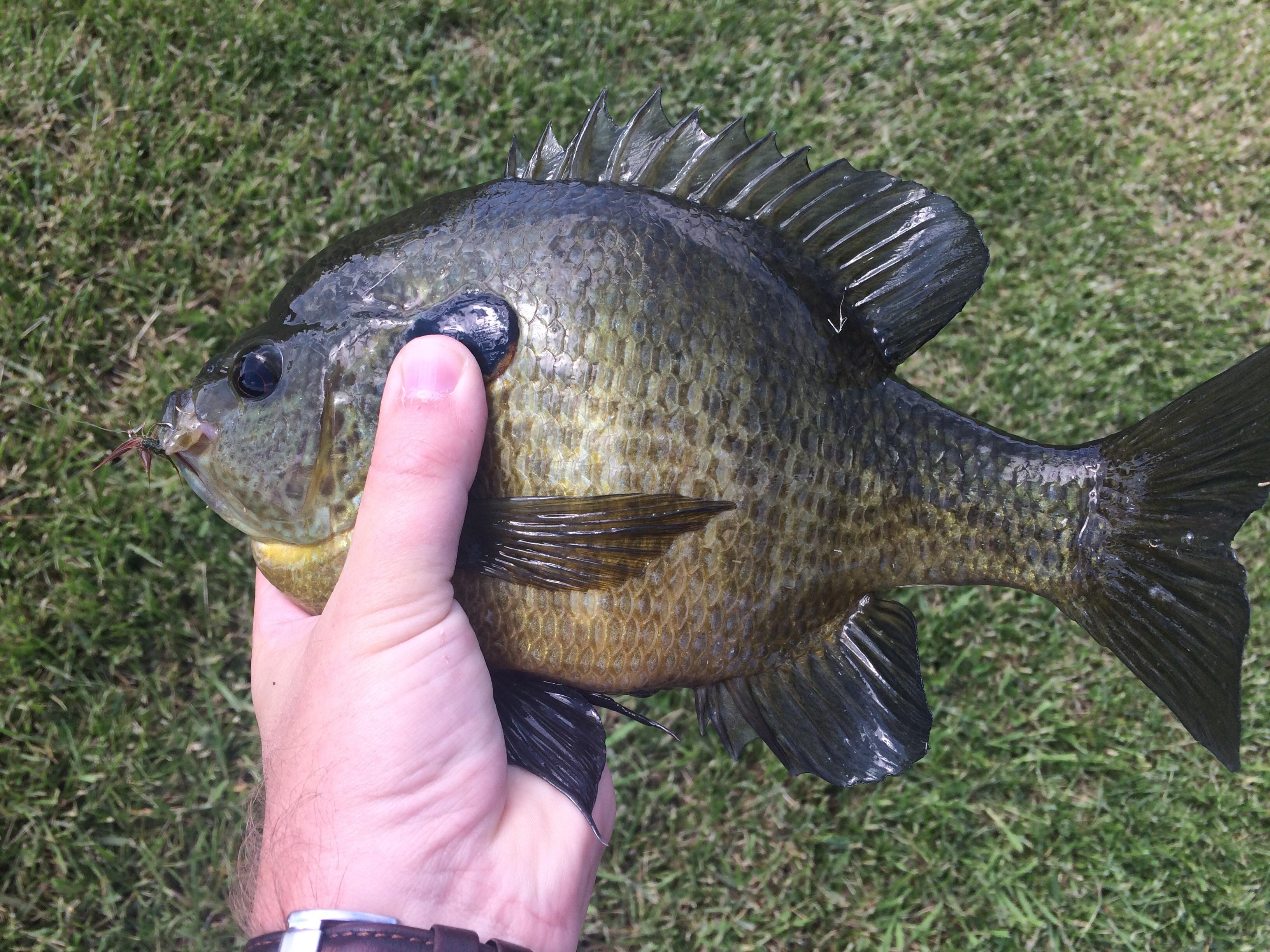 Personal Best Bluegill on a fly. So much fun! r/Fishing