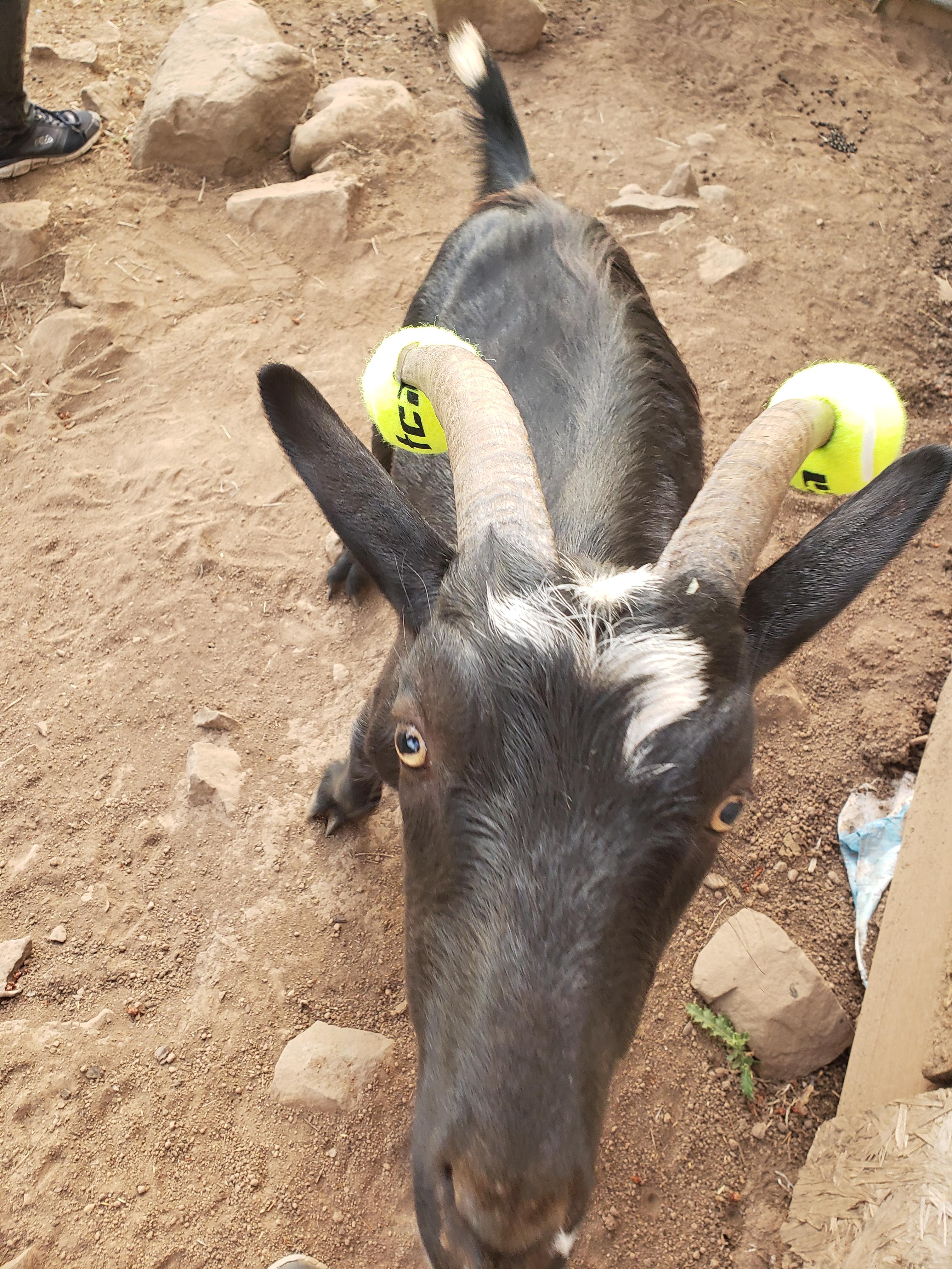 My goat kept trying to play fight with me so I had to put tennis balls