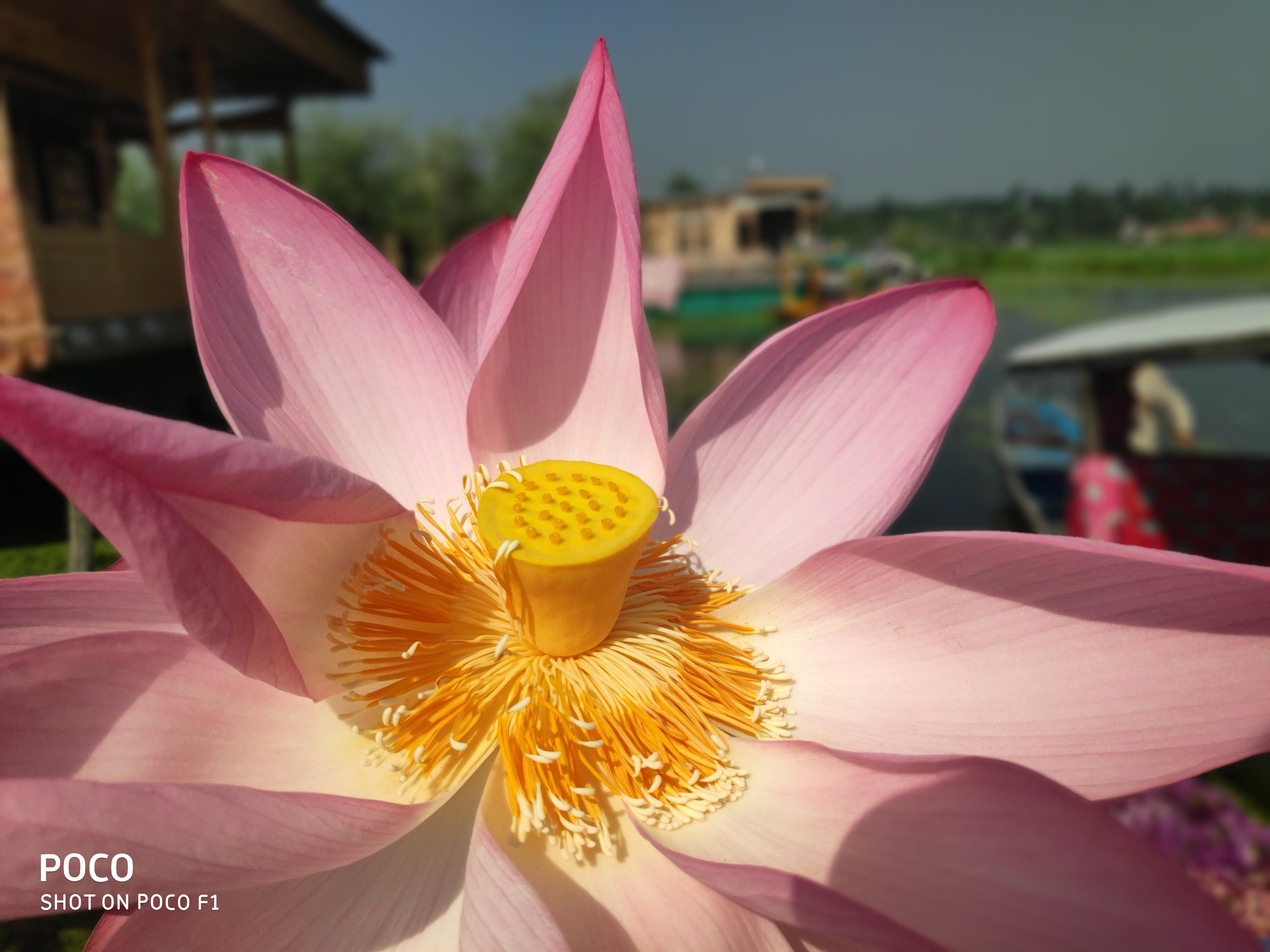Can You Grow Lotus Flowers Indoors How To Grow Lotus Flower Indoors