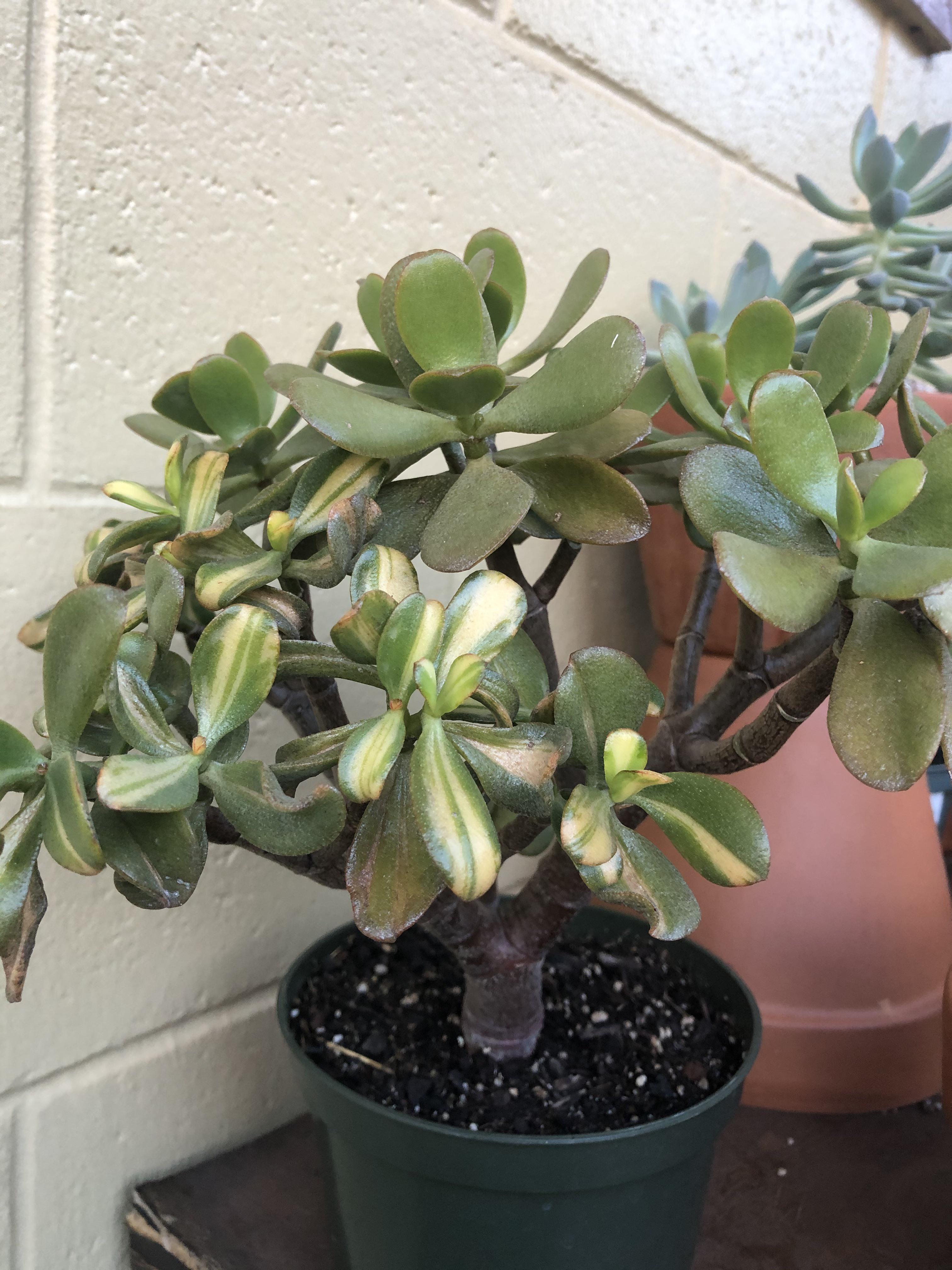 This jade plant just decided she was going to be variegated one day. My