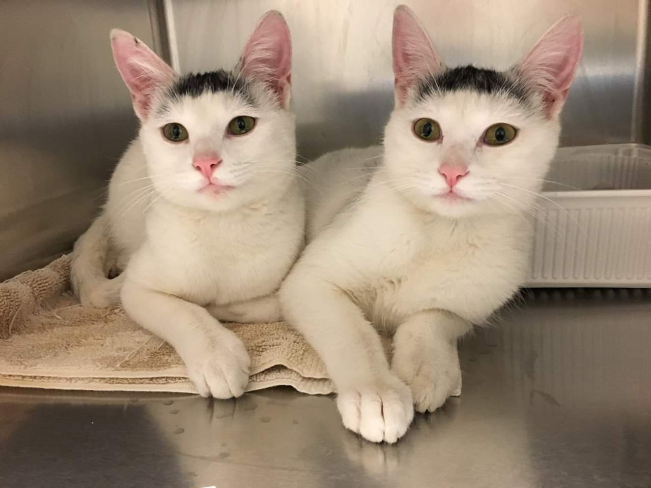 Twin cats at my local humane society aww
