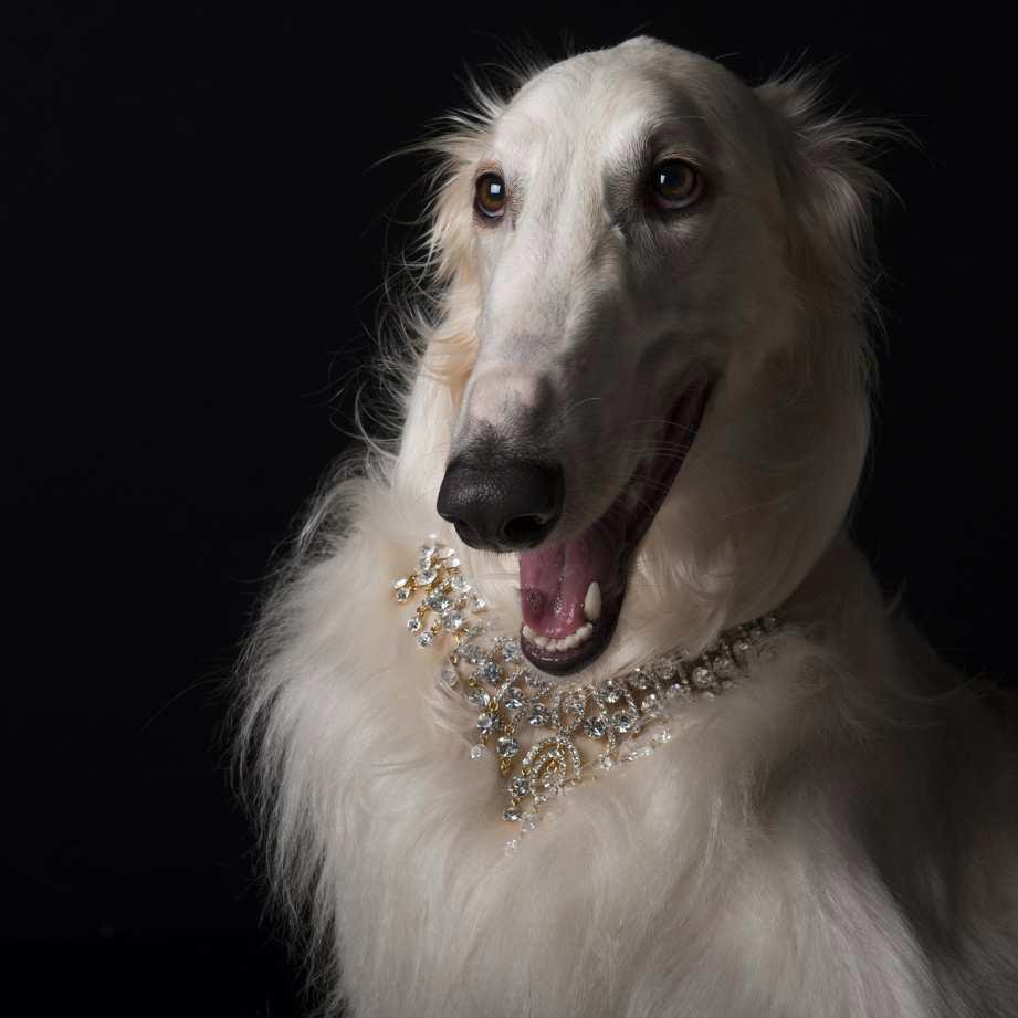 Battles PsBattle Dog wearing a necklace