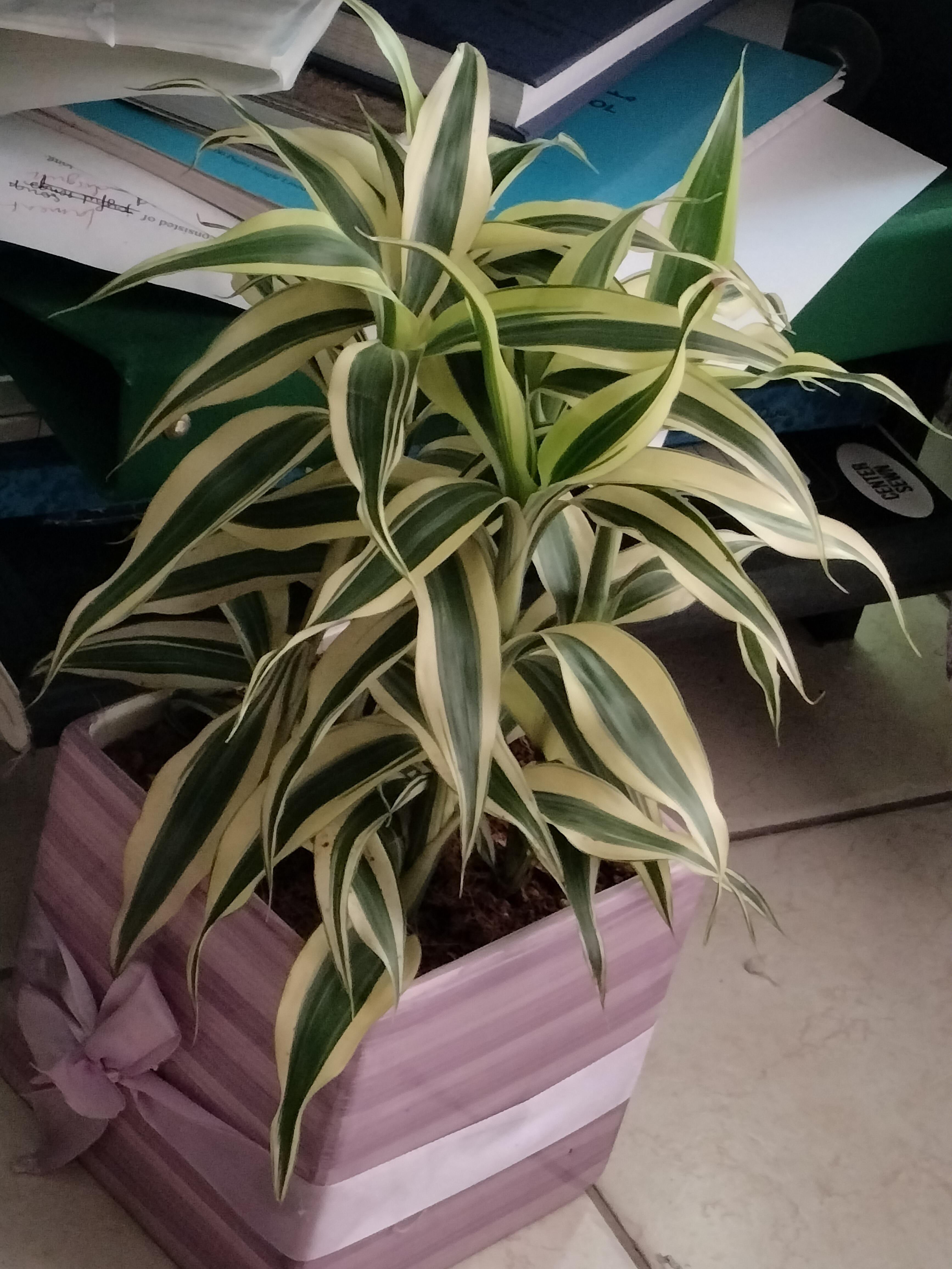 does anyone know why my plants leaves are curly and droopy? ( r