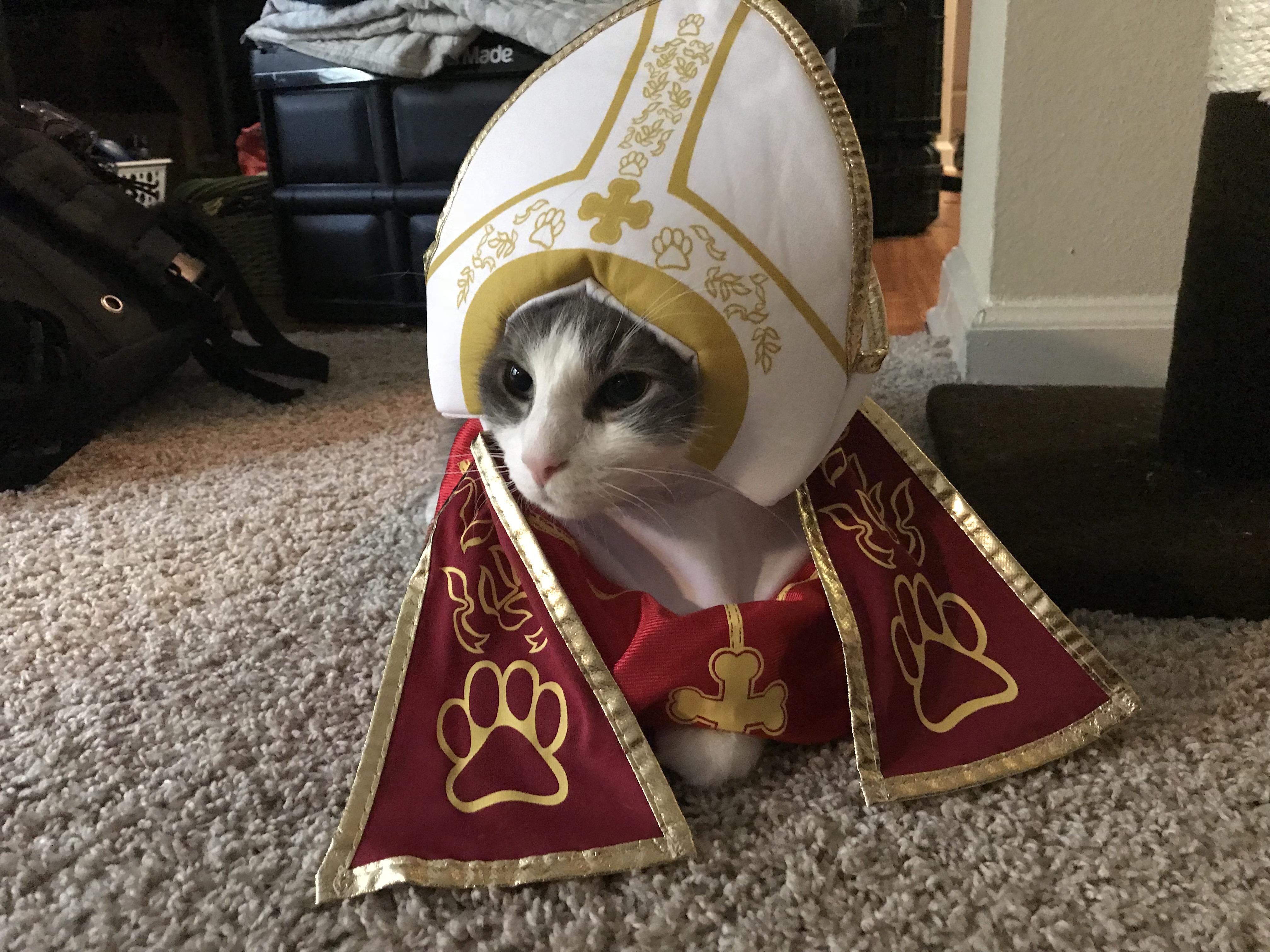 Happy Halloween from Pope Maximus I ! cats