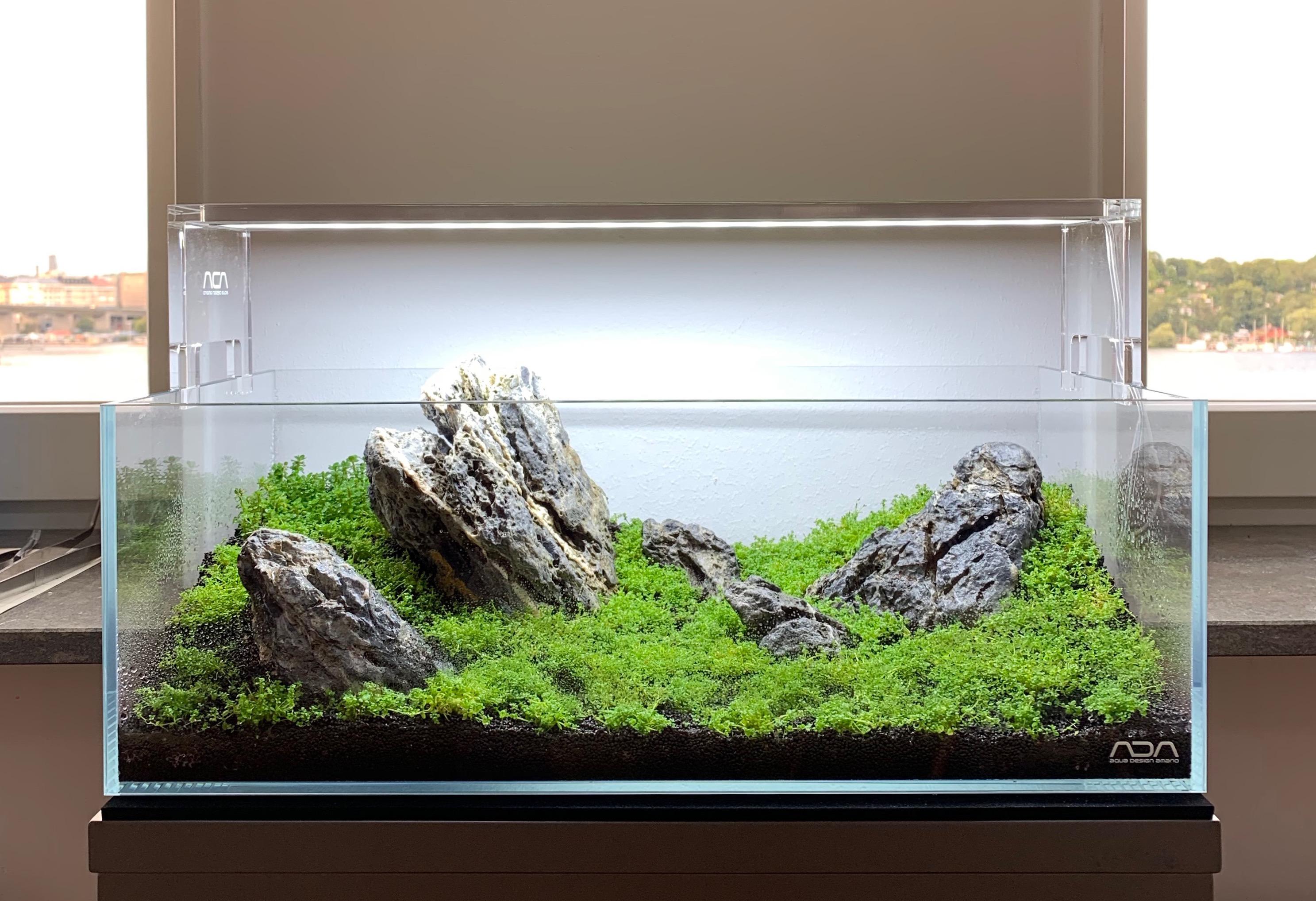 1st attempt with aquascaping Dry Start Method (Week 2) r/Aquascape