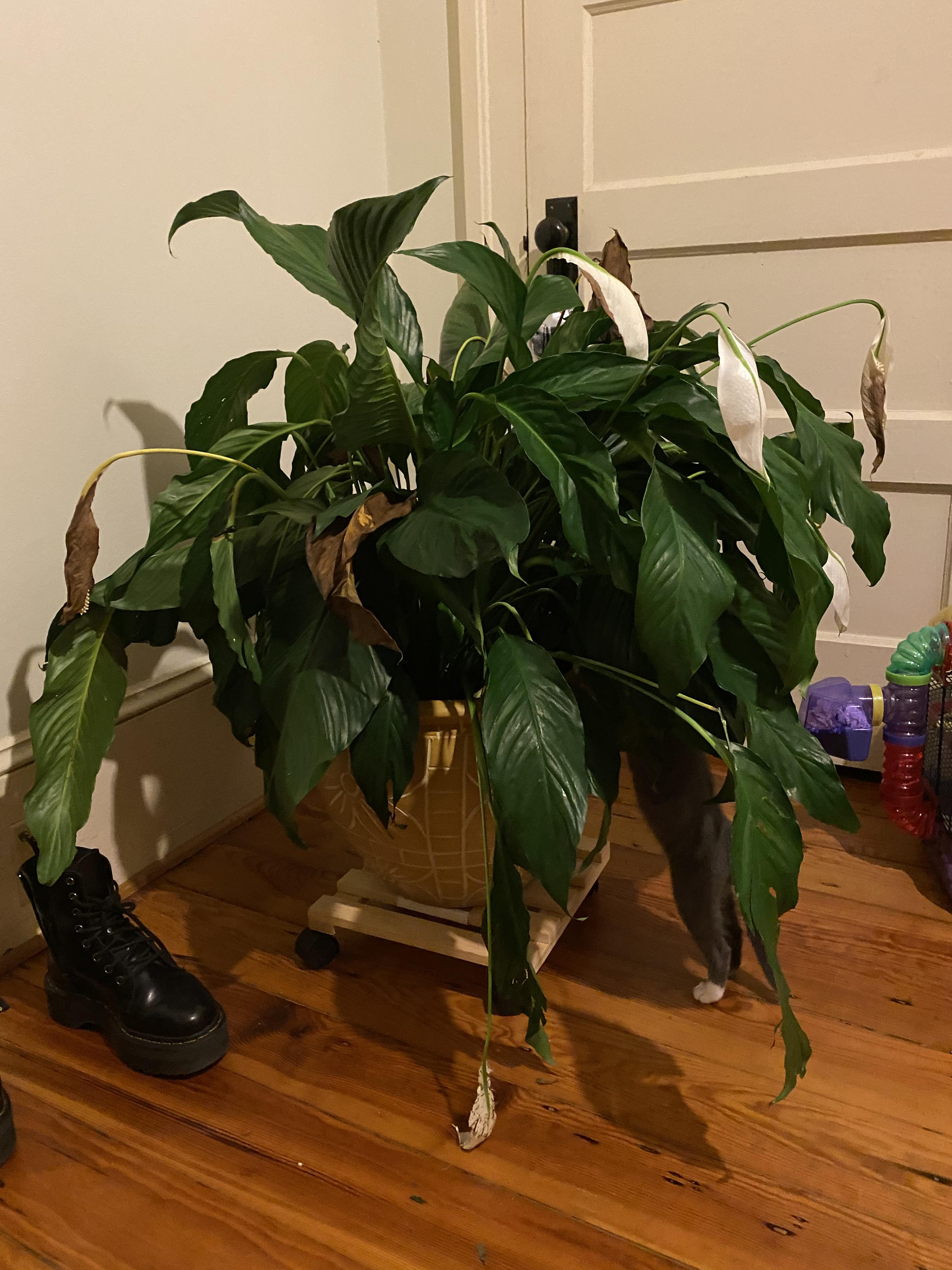 Help! Brand new peace lily is wilting!! (Details in comments!) r/plantclinic