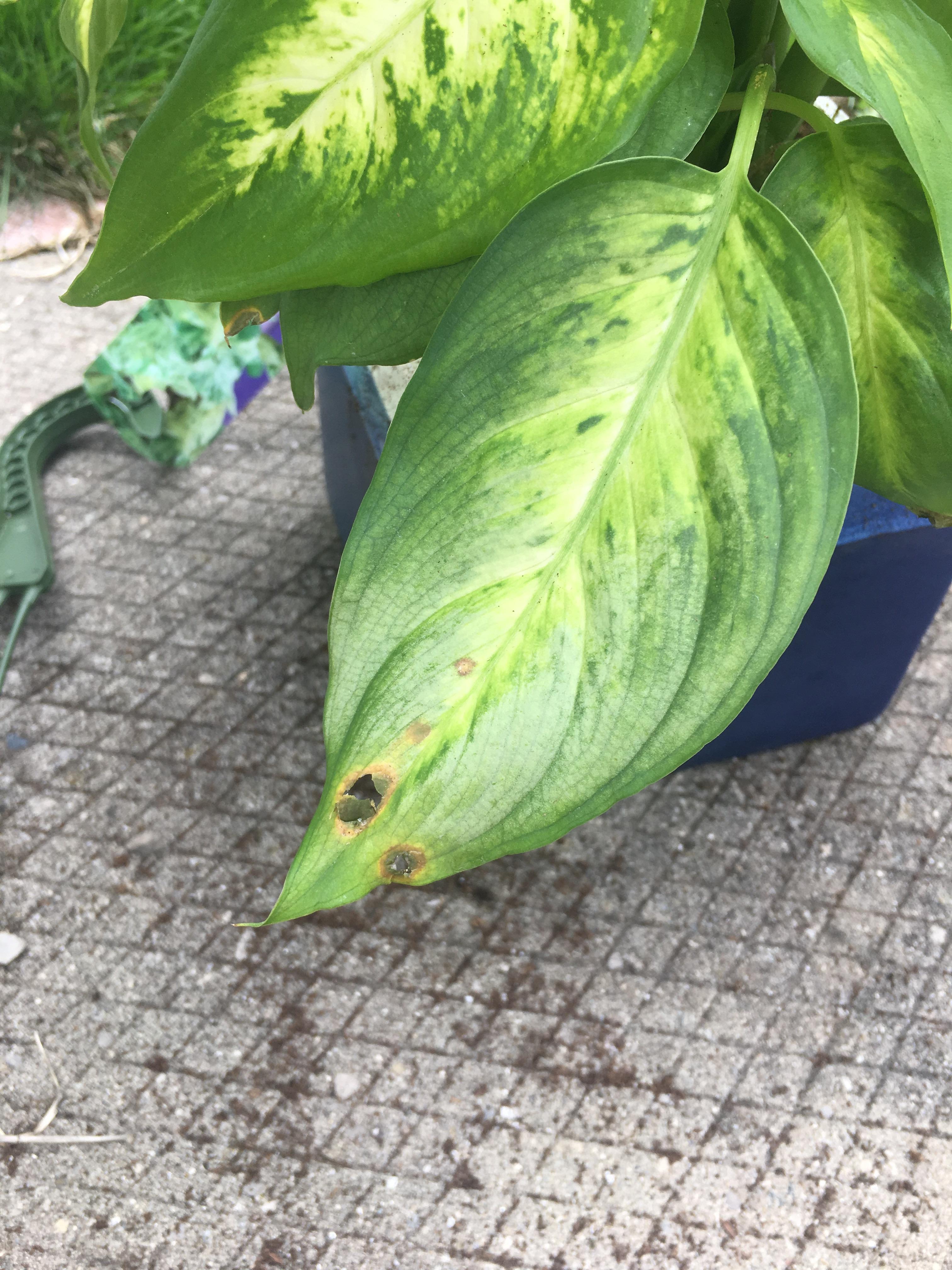 What are these brown spots on my dieffenbachia and what do I do!? r