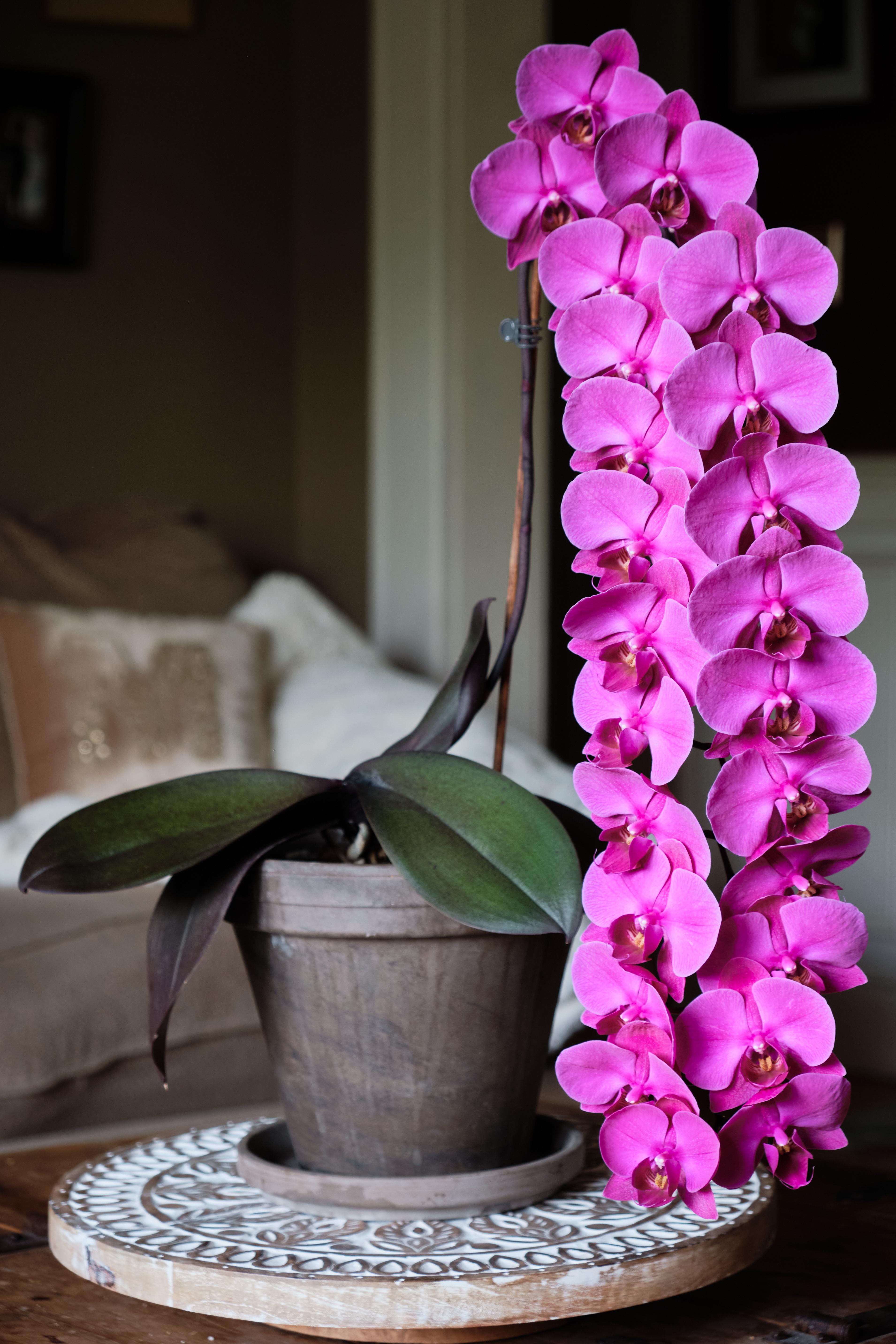 Anybody have experience growing their orchids in LECA? orchids