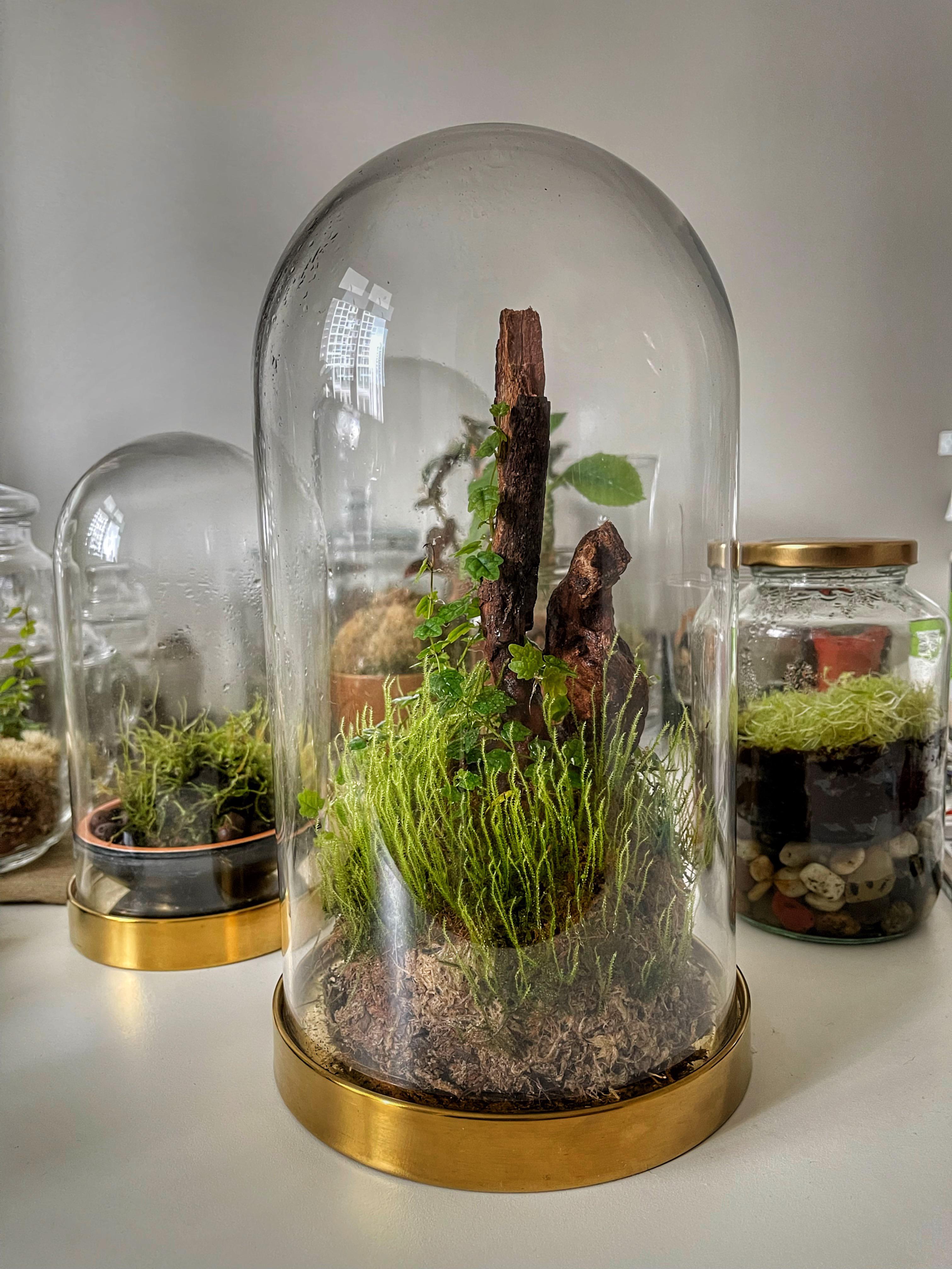 Overgrown moss r/terrariums