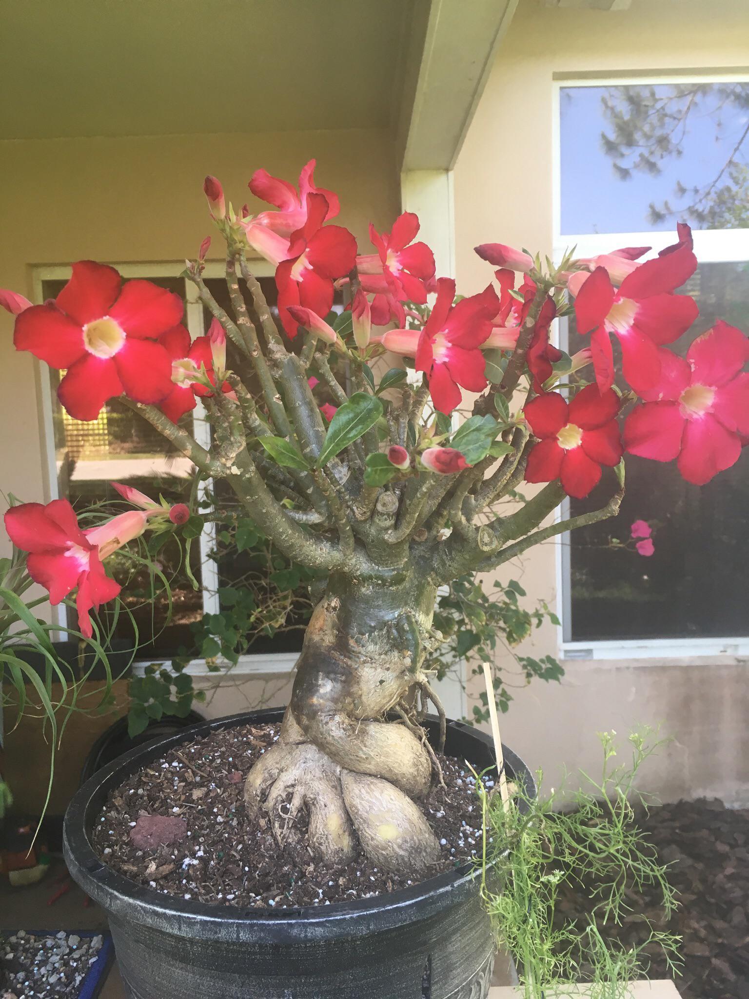 I’ve been seeing a lot of desert roses in here as of late so I thought