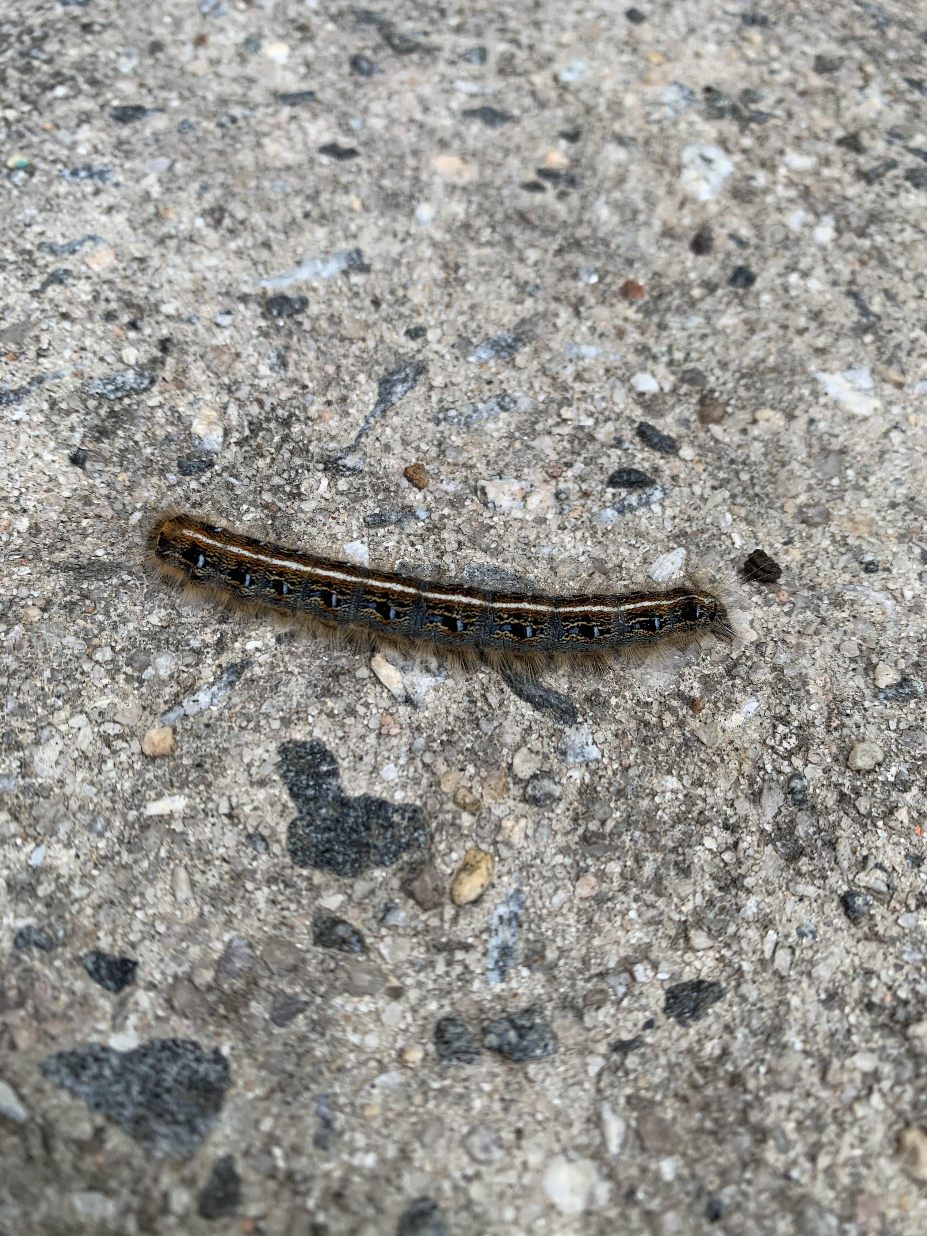 What type of caterpillar is this? Are they pests? North Carolina
