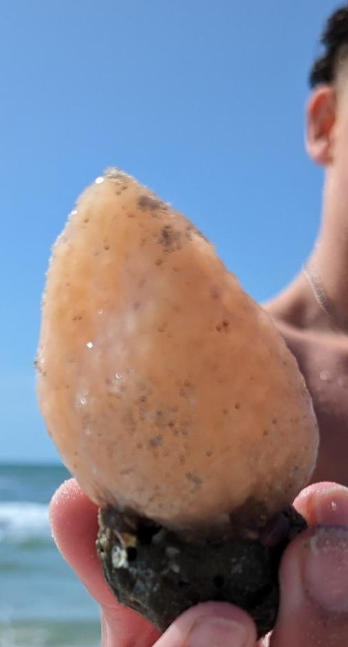 Id? Found at indian rocks beach Flordia (St. pete area) r/marinebiology