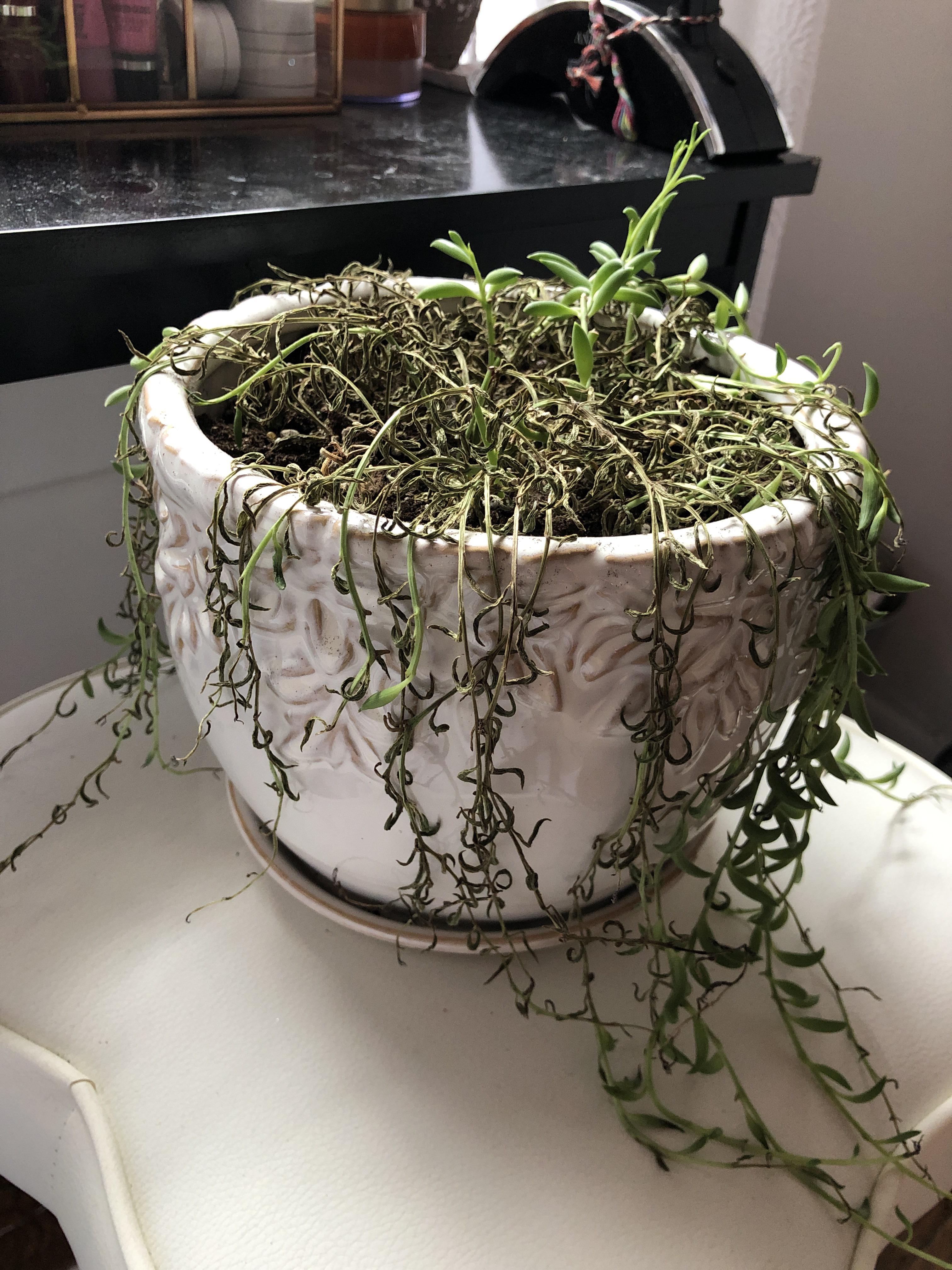 My string of bananas is drying out! I water it once every 2 weeks when