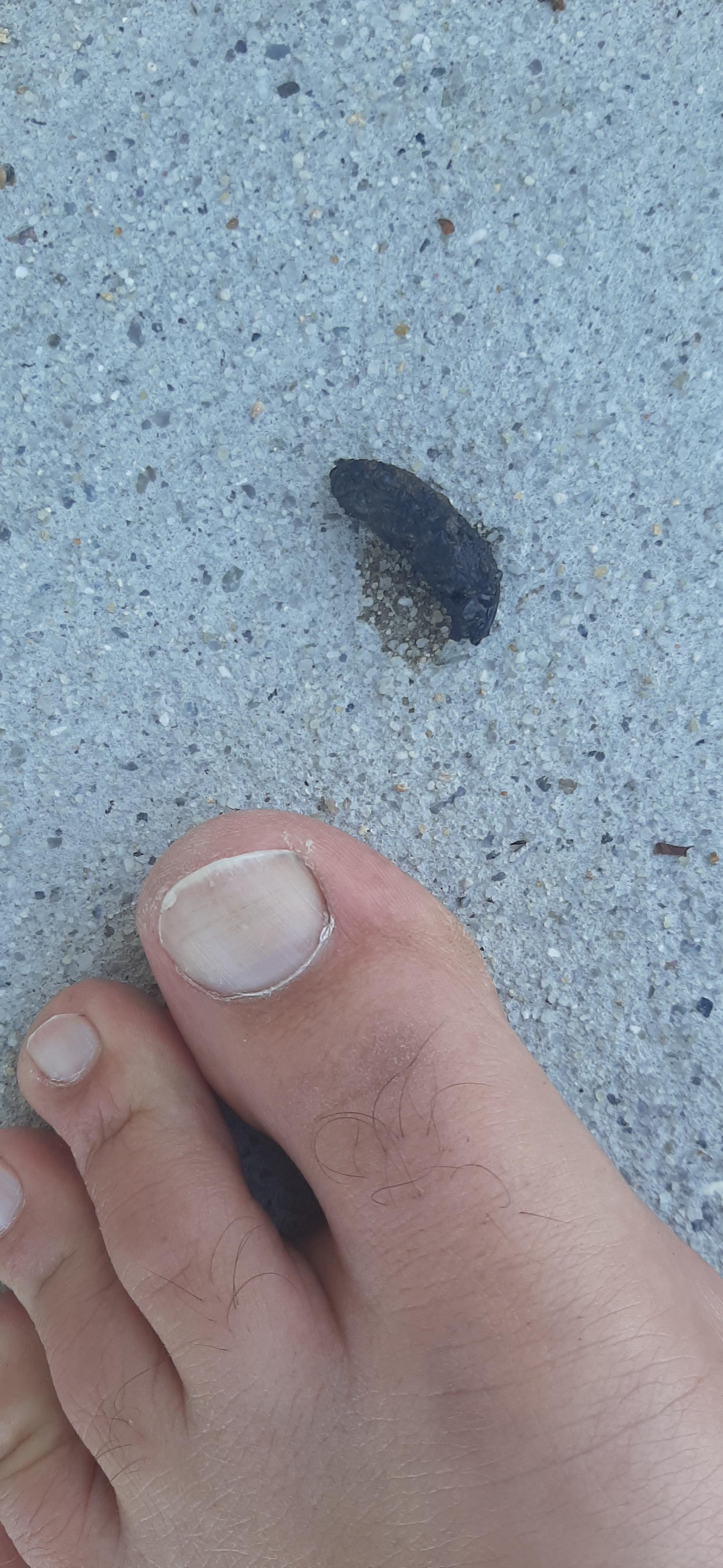 Poop ID. Keep finding this on my back patio in Eastern NC. What kind of