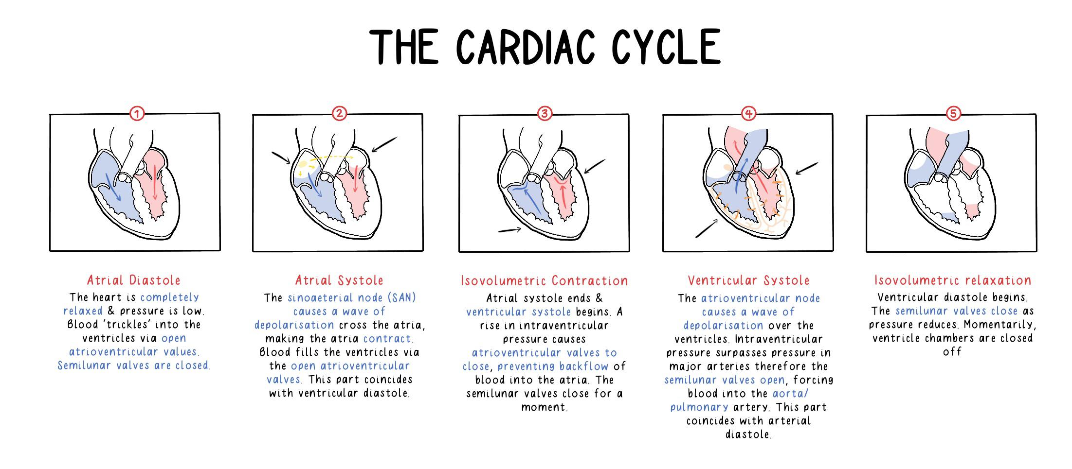 Stages Of The Cardiac Cycle