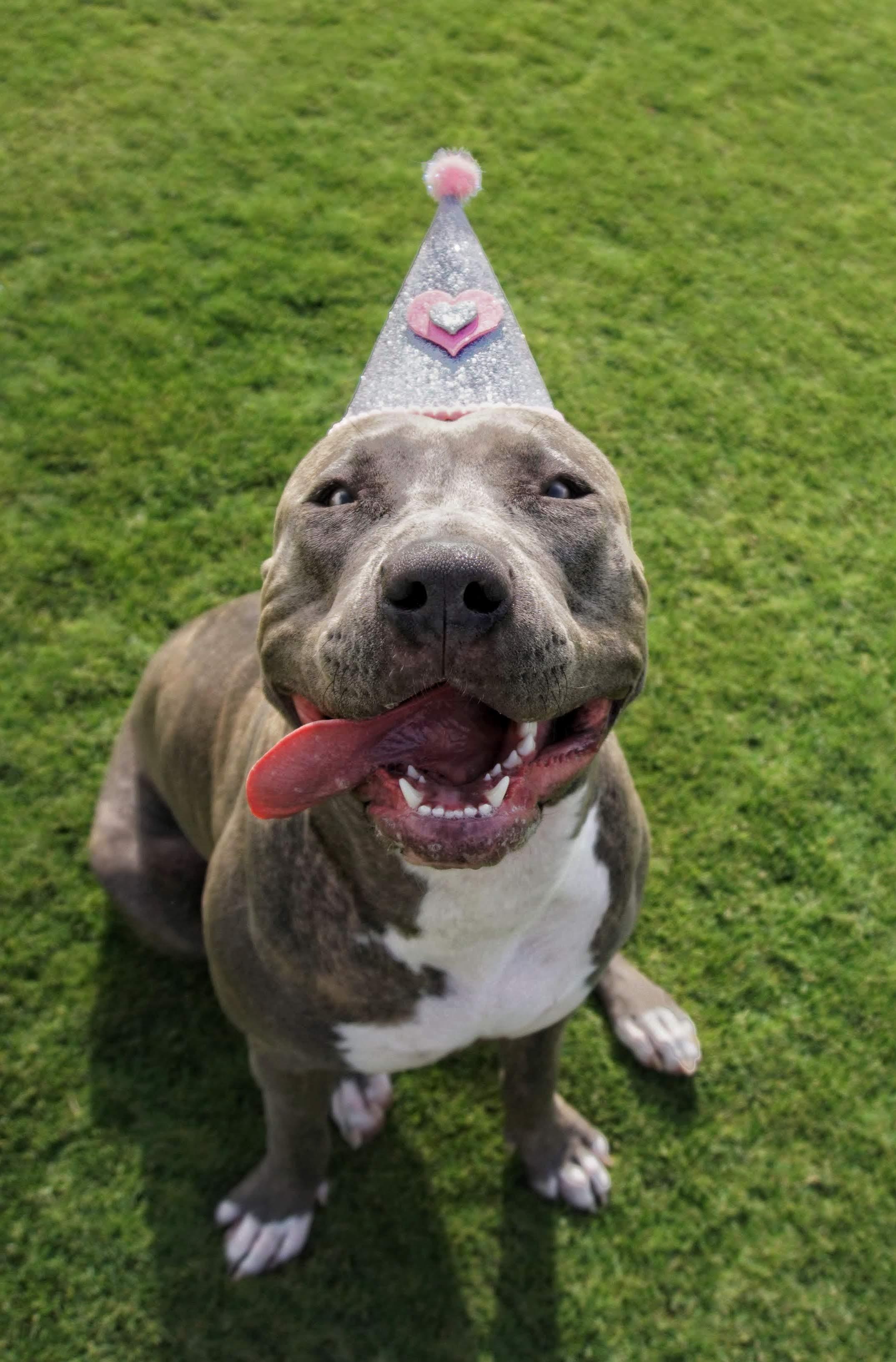 Officially 1 year old 😊😊 r/pitbulls_in_partyhats