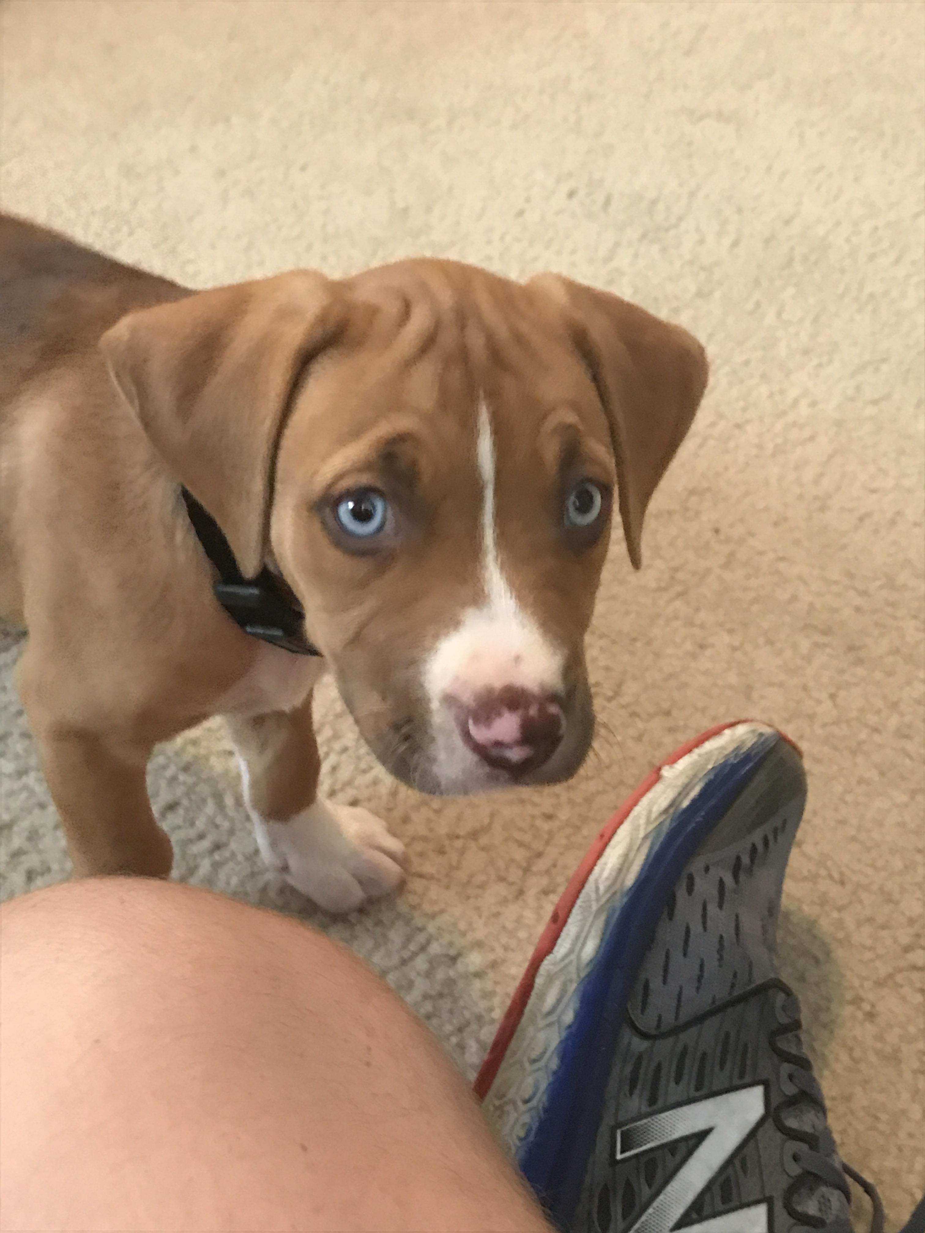 a friend of mine just got a new puppy r/dogpictures