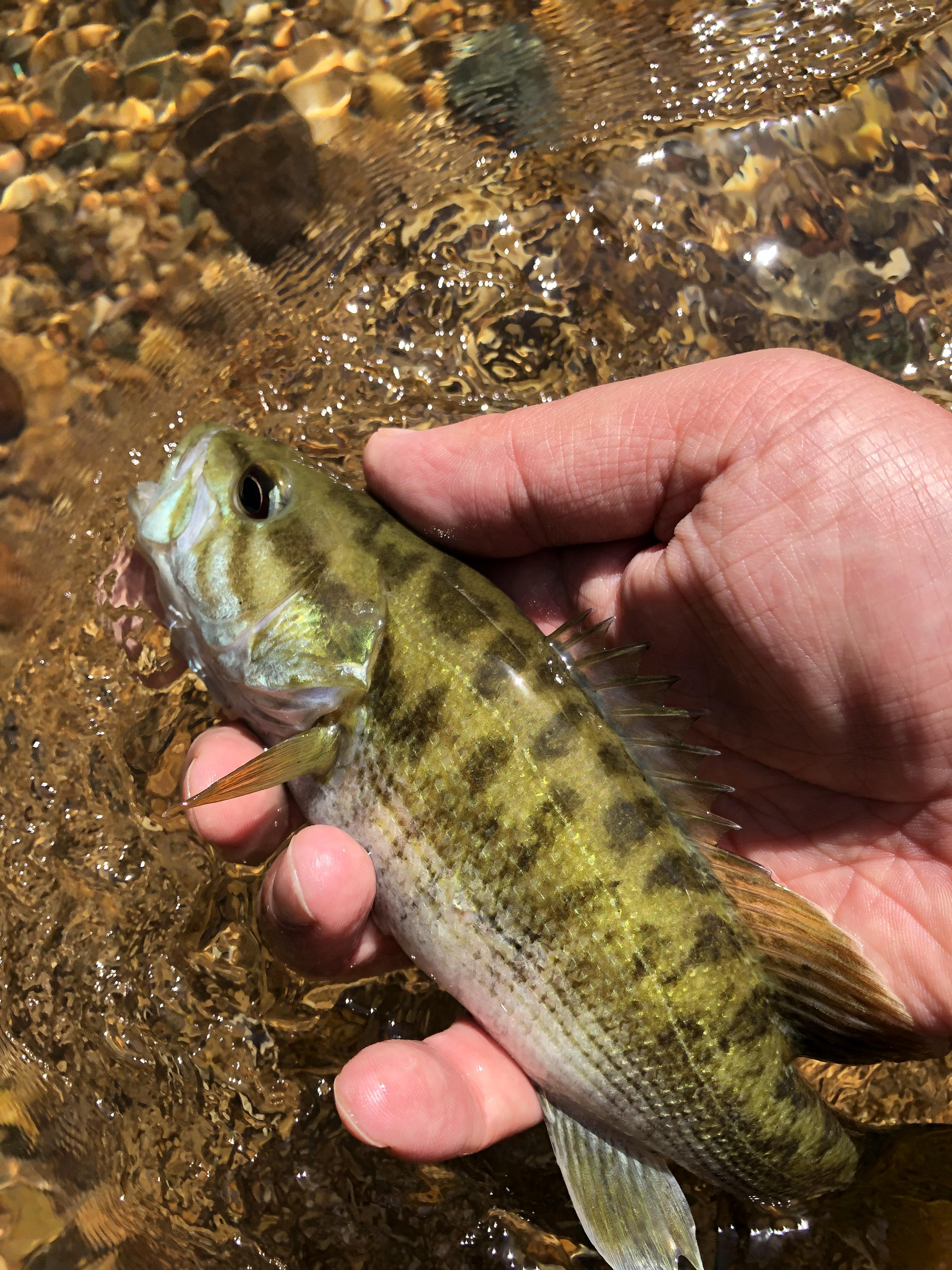 An Alabama Brook trout in a remote creek in East Alabama. While I