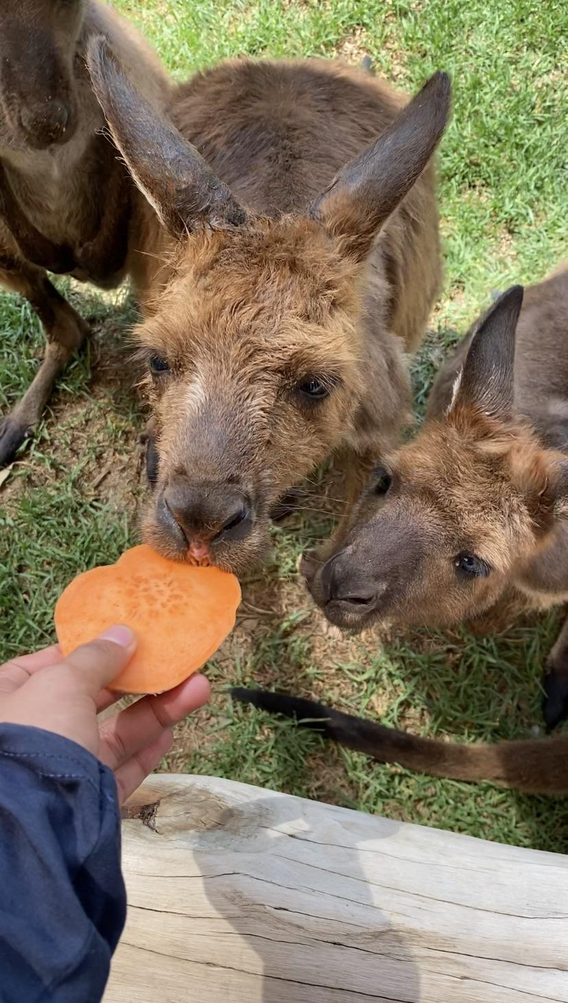 Feeding kangaroos in Sydney Zoo r/sydney