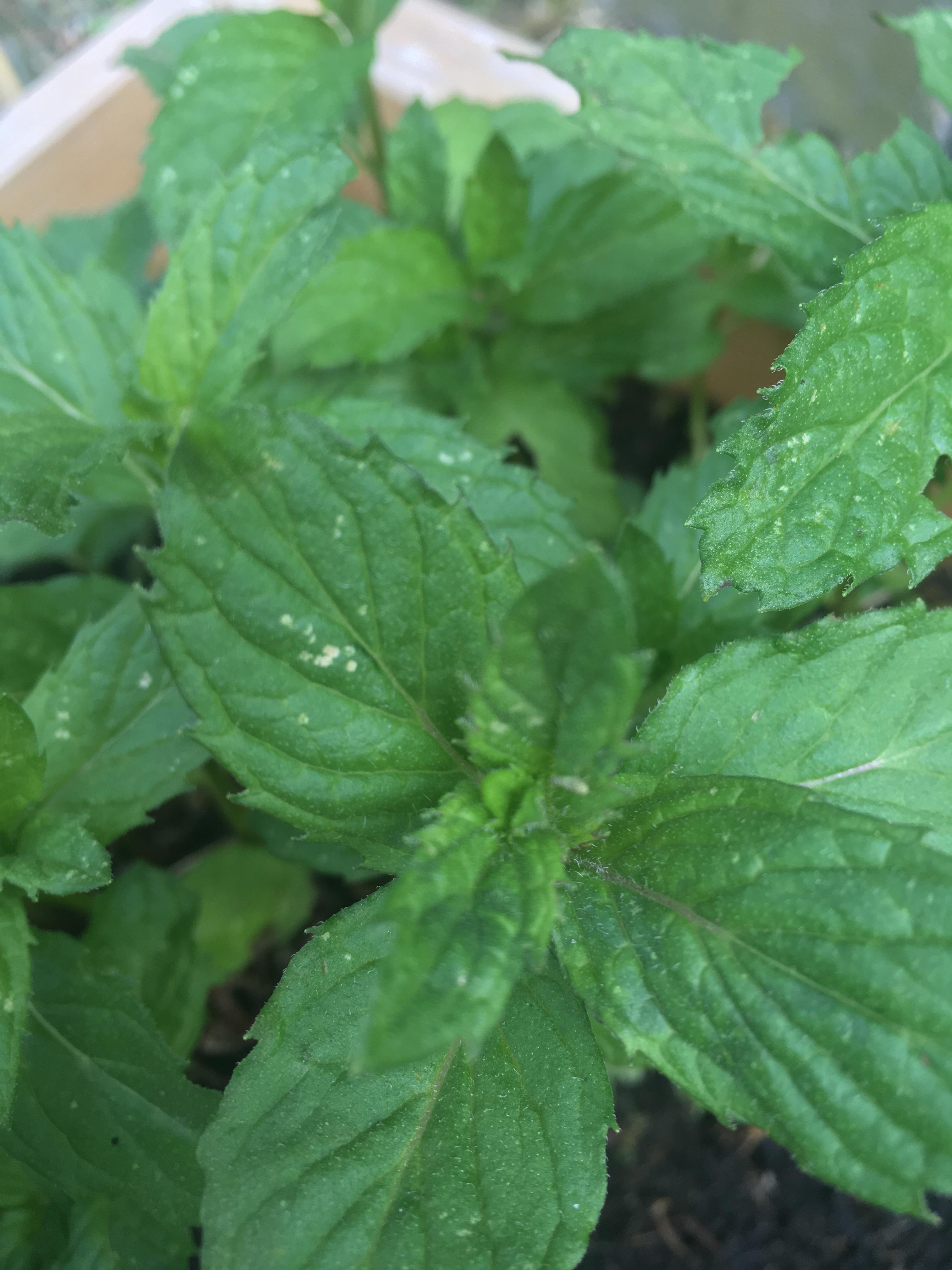 What are these white spots on my herbs? I have them in all of them r