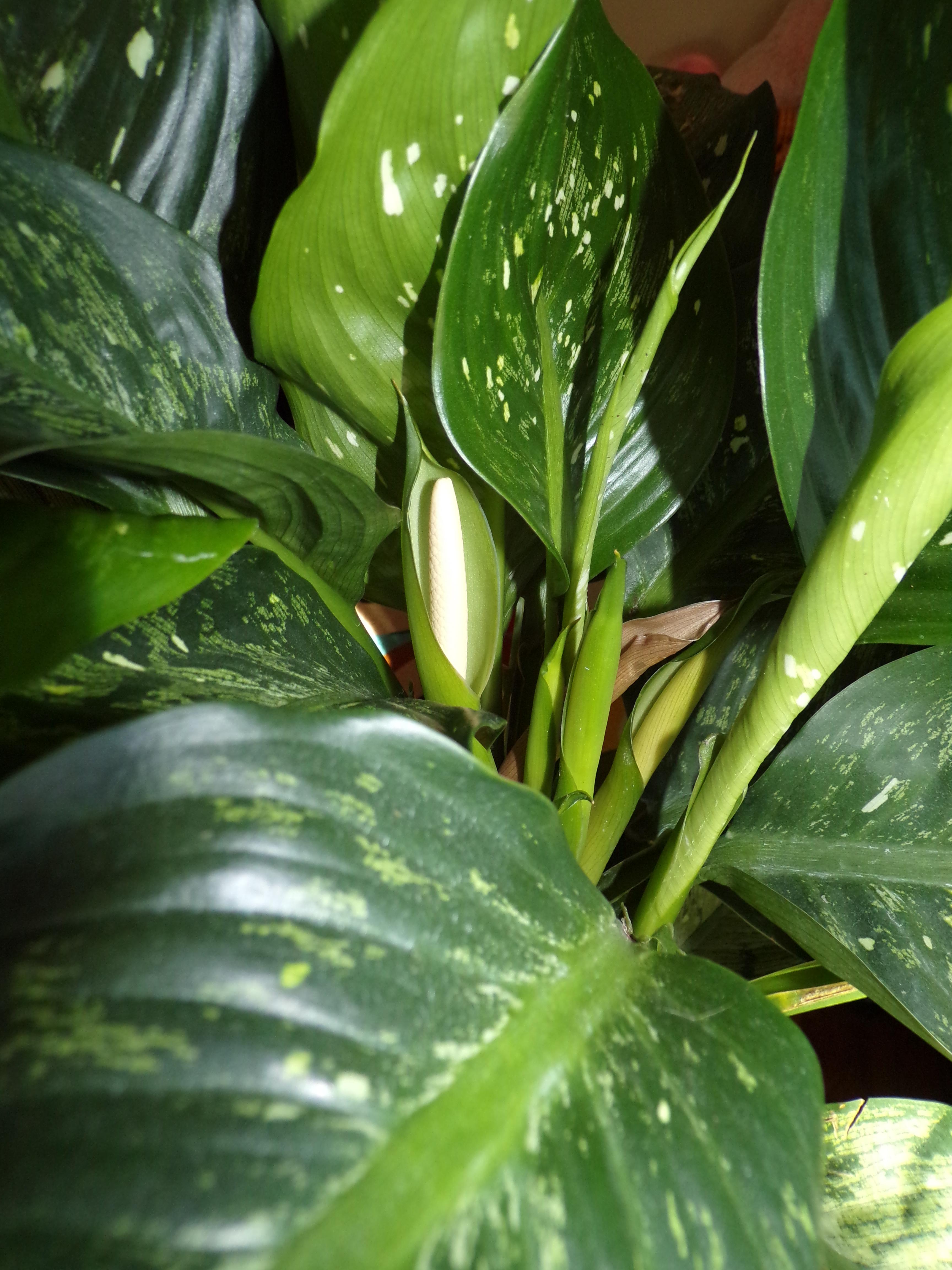 My dumb cane flowered! houseplants