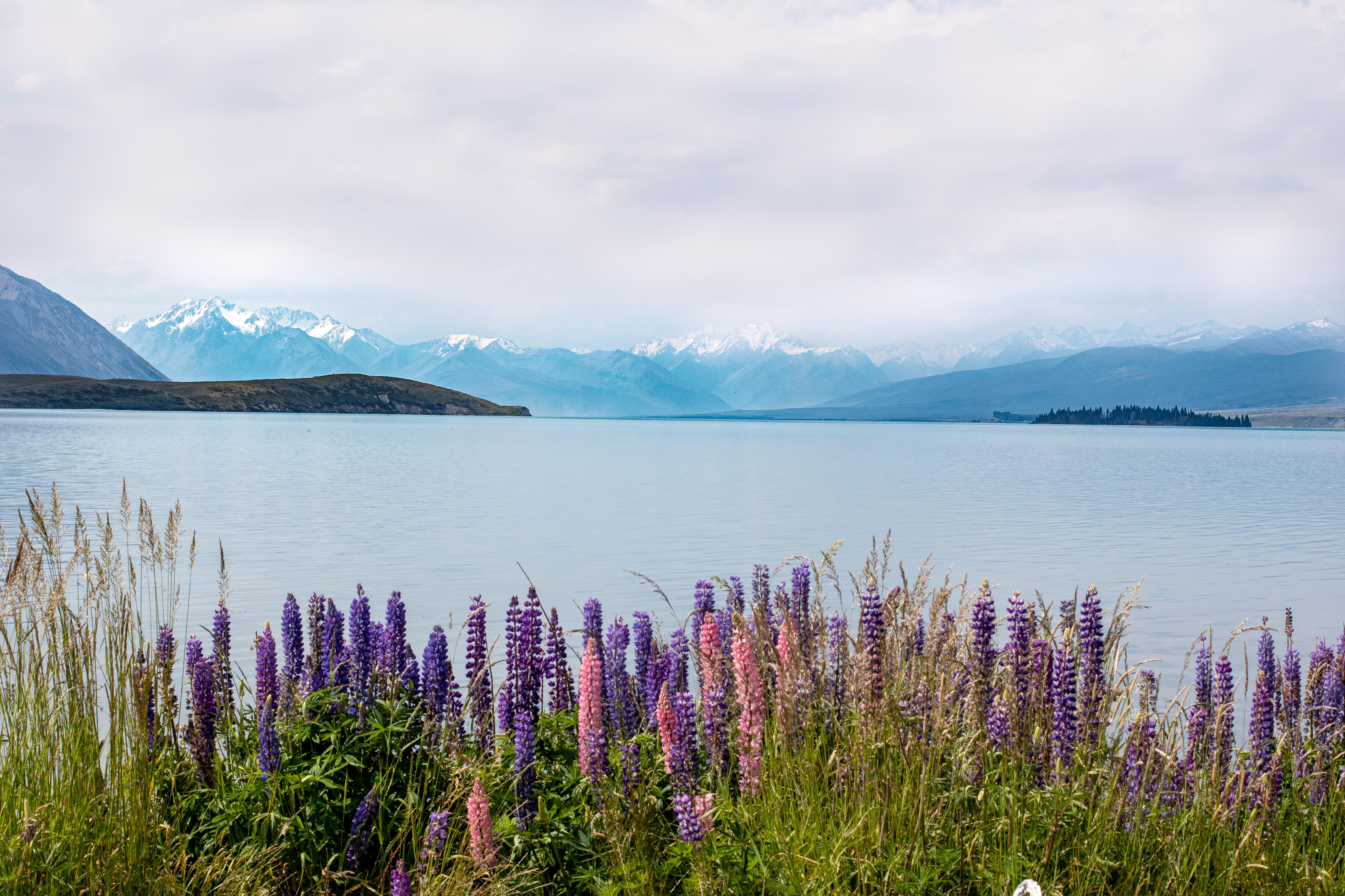 Lake Tekapo during the summer [OC] [6000x4000] r/EarthPorn
