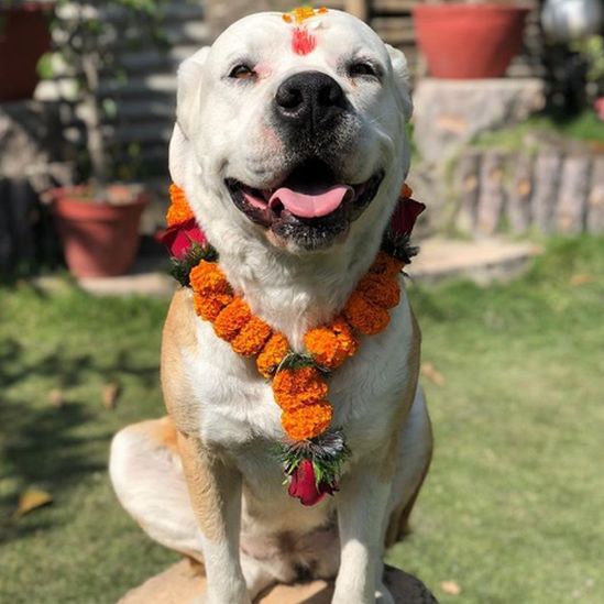 The Nepalese Festival of worshipping Dogs "Kukur Tihar" is today. r