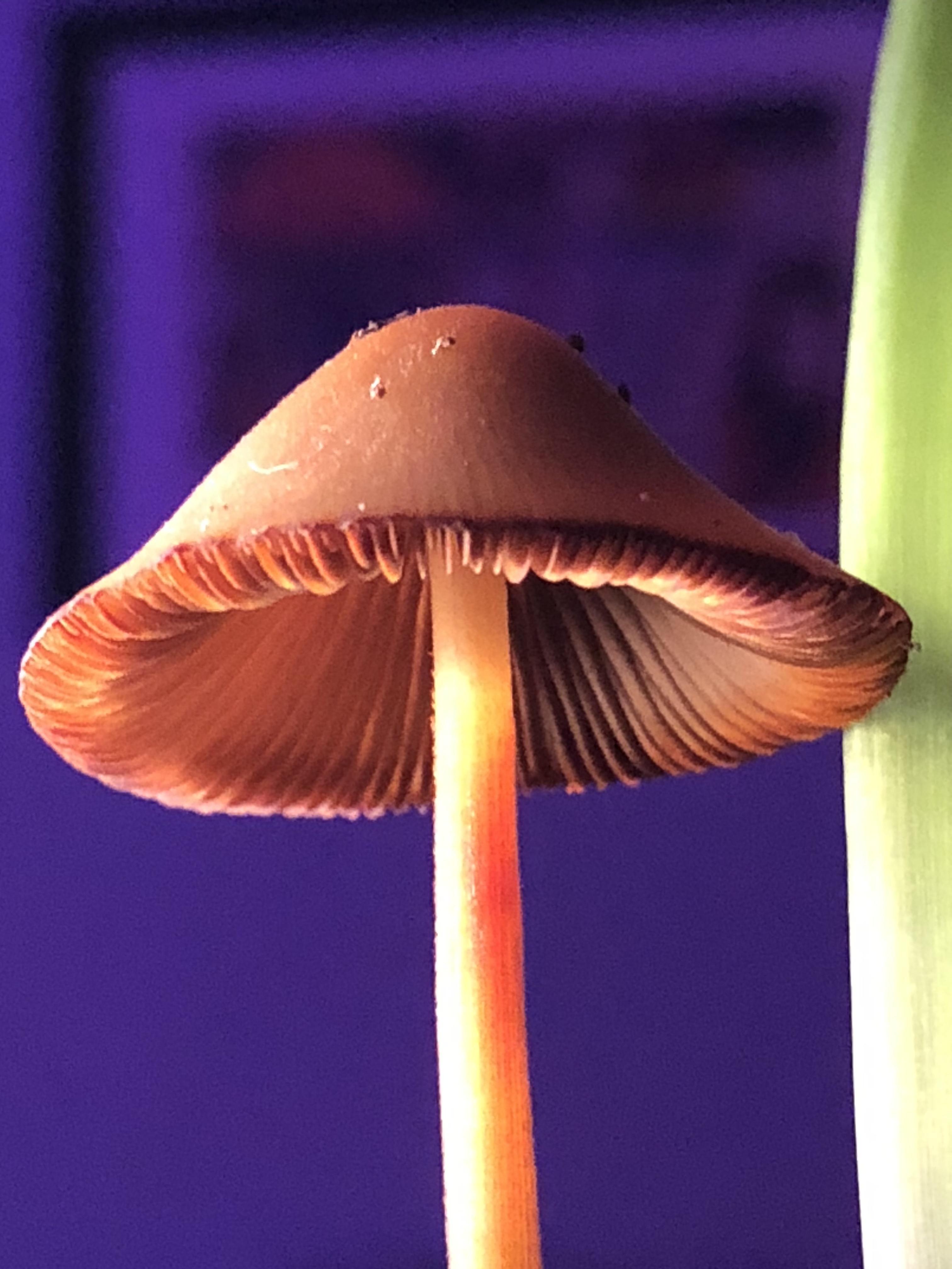 My surprise mushroom. Can you name it? Mushrooms