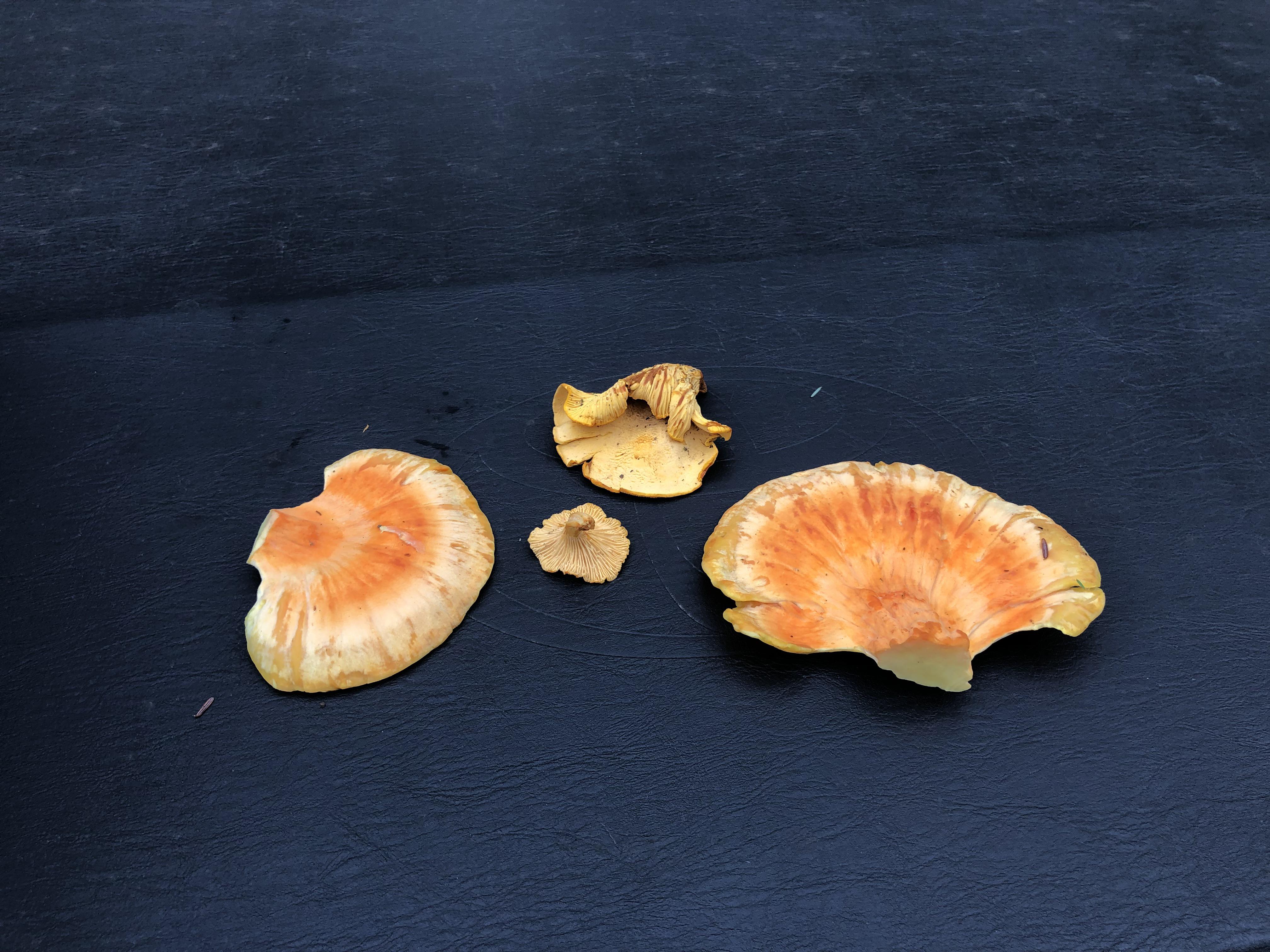 Chanterelle and Chicken of the woods? r/foraging