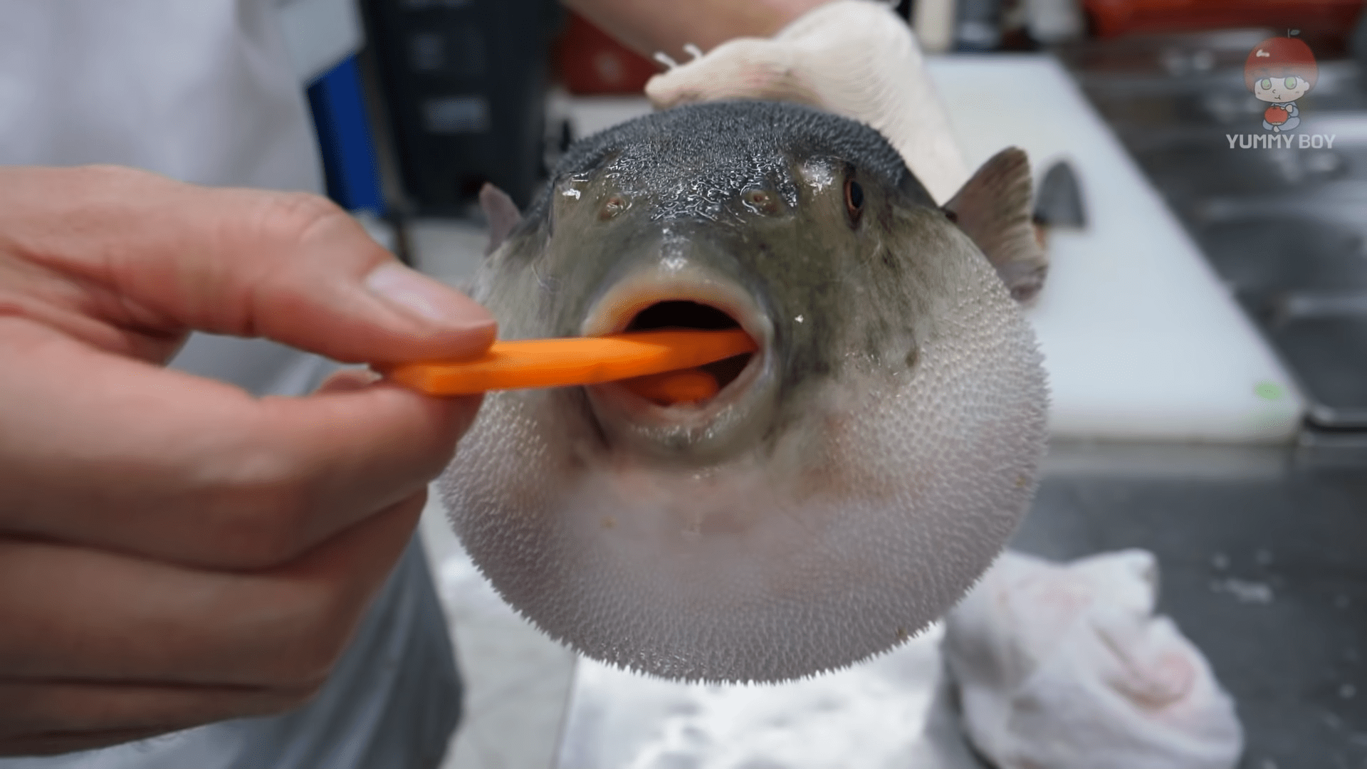[Meme of the Day} Pufferfish Eating a Carrot r/KnowYourMeme