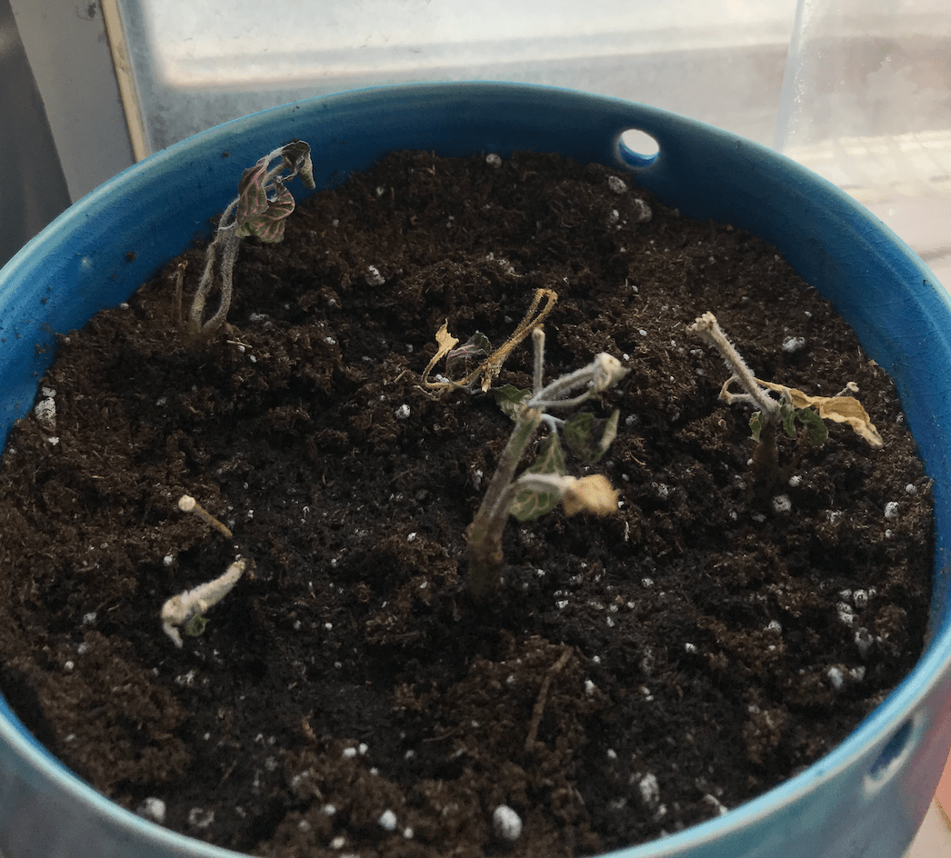 How do I bring this distressed nerve plant back to life? r/plantclinic