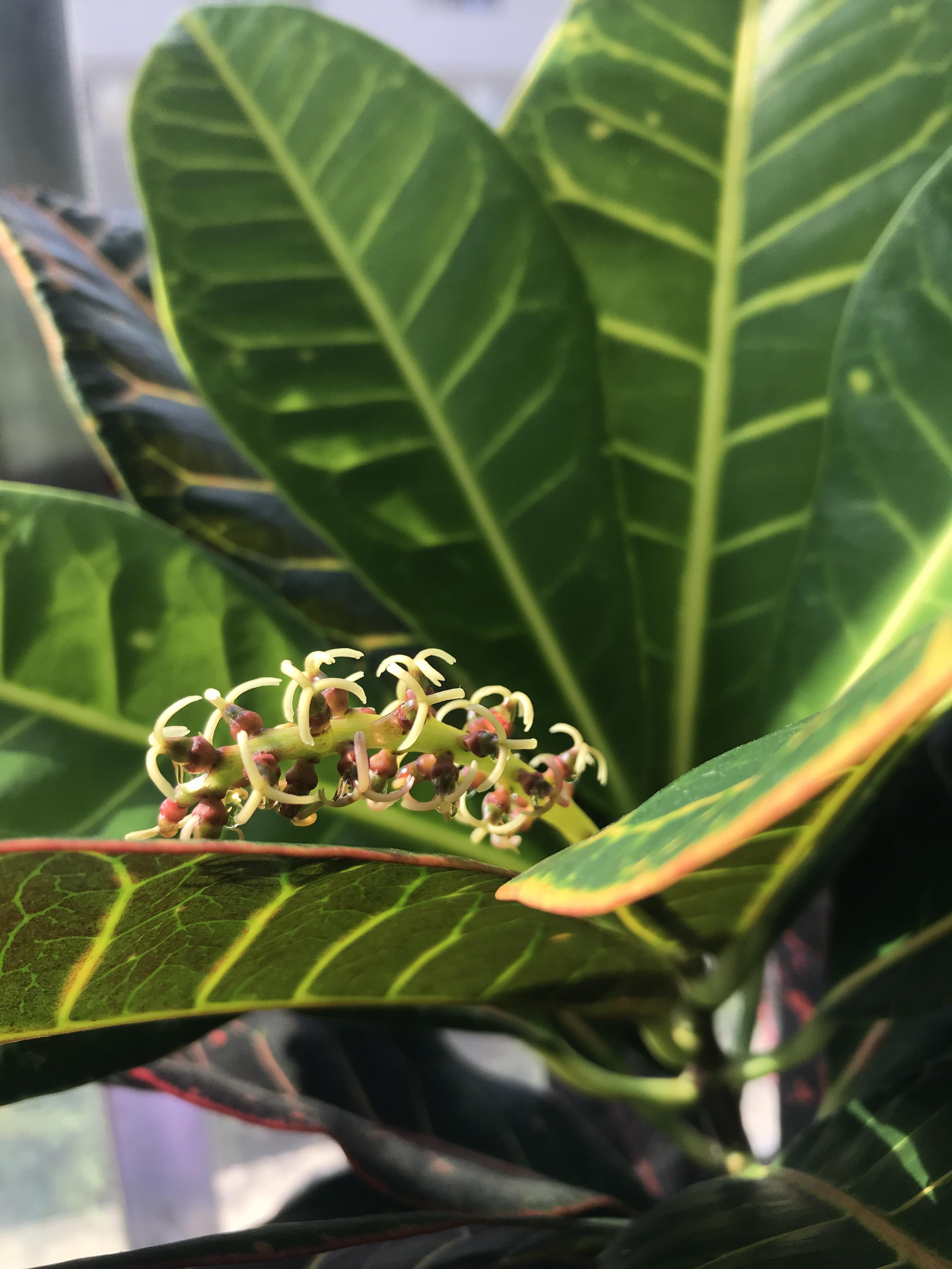 My croton is blooming, I’m excited and nervous r/houseplants