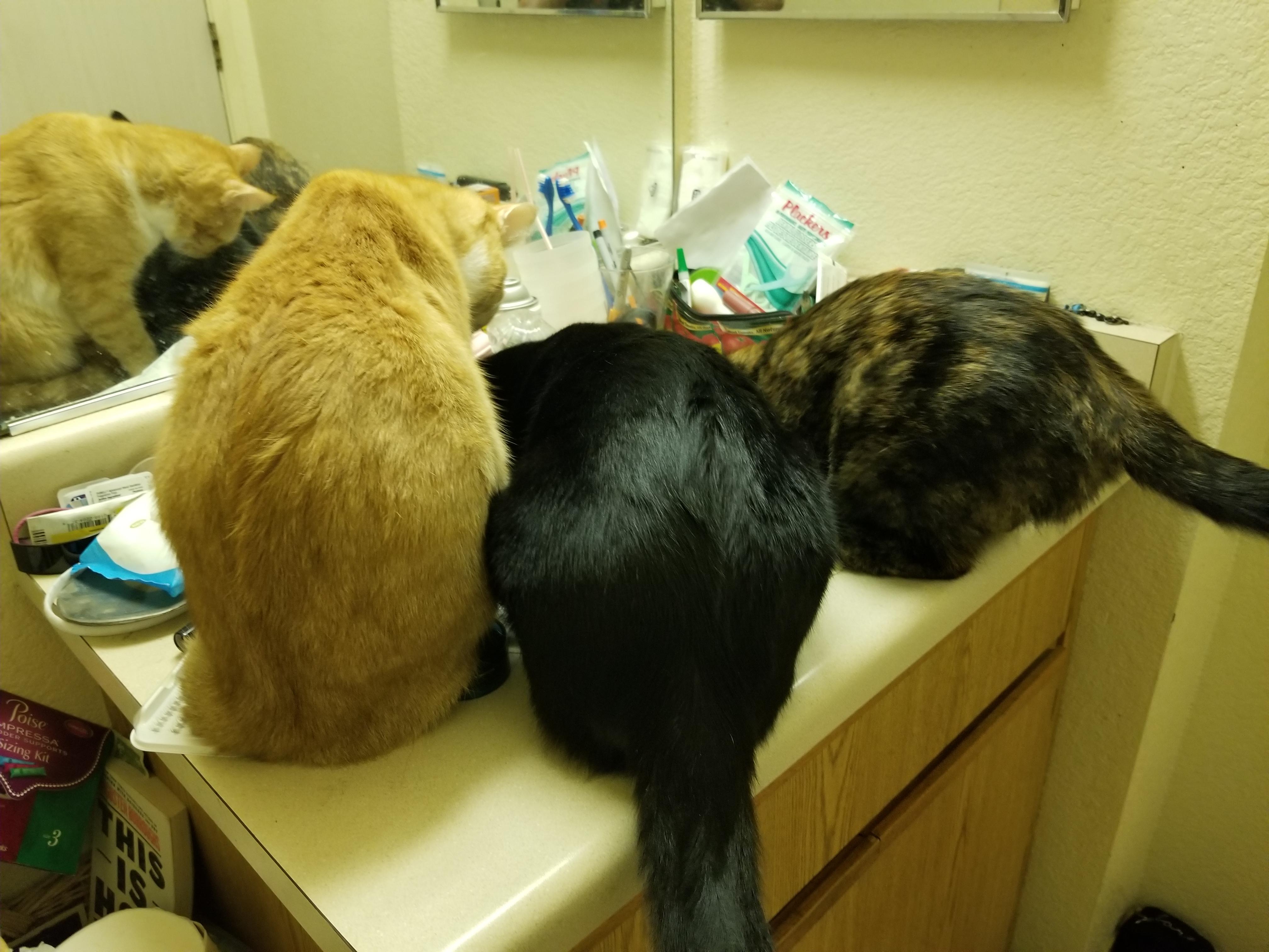 Caught these big bootie cats at the watering hole this morning! r