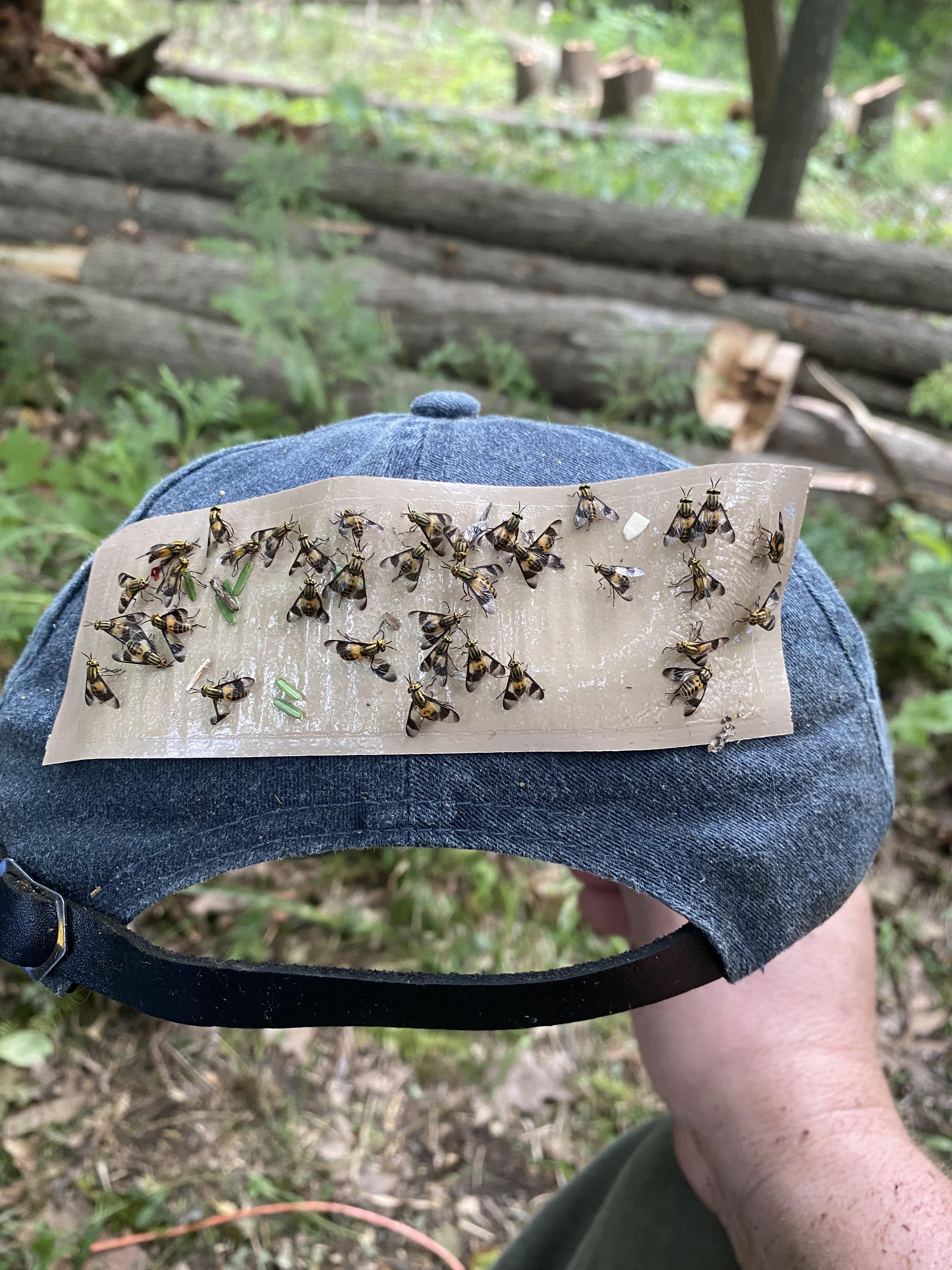 Deer fly patches work like a charm! r/homestead