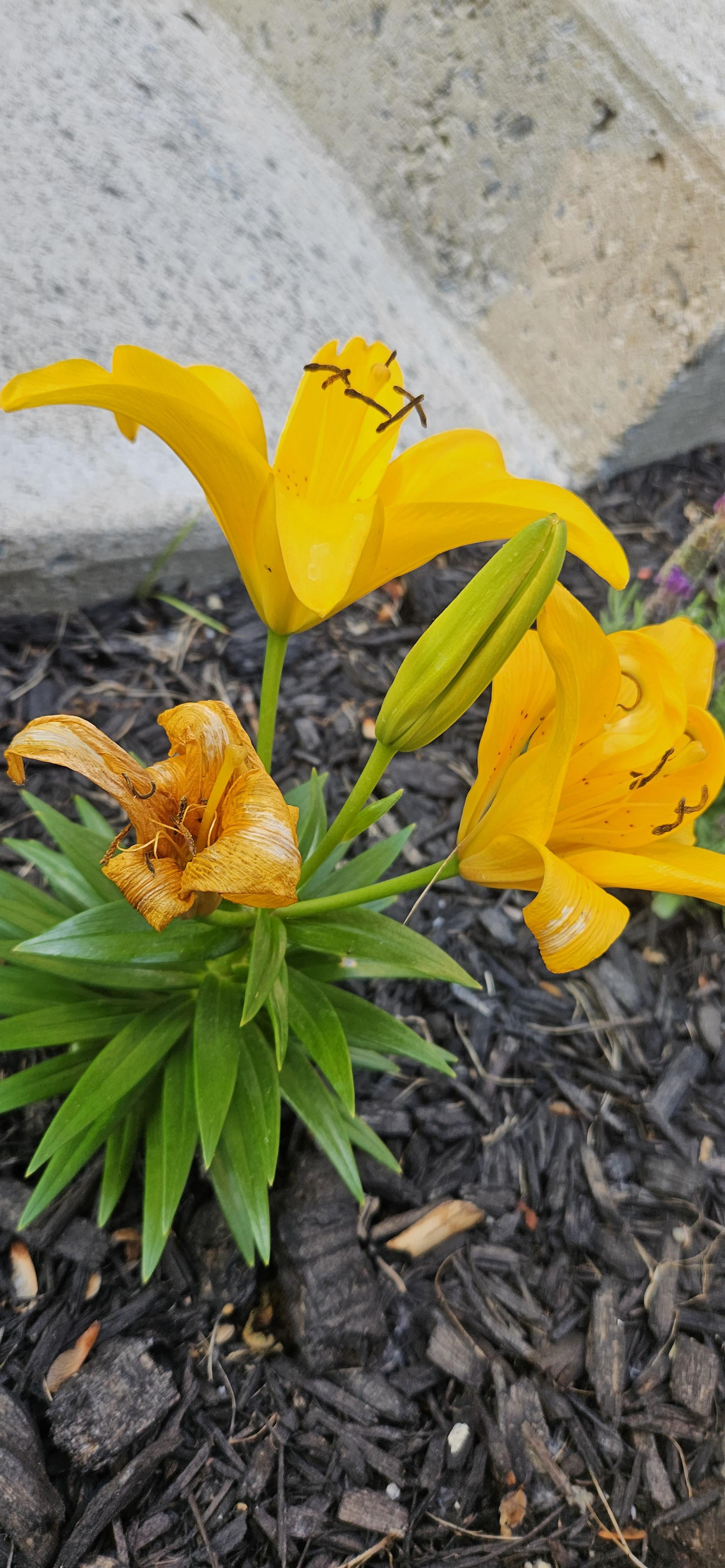 Any reason why every third lilly flower died after blooming? r/gardening