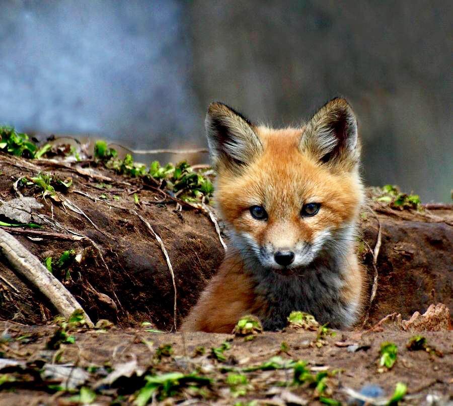 Cute Baby Red Fox 🦊 r/aww