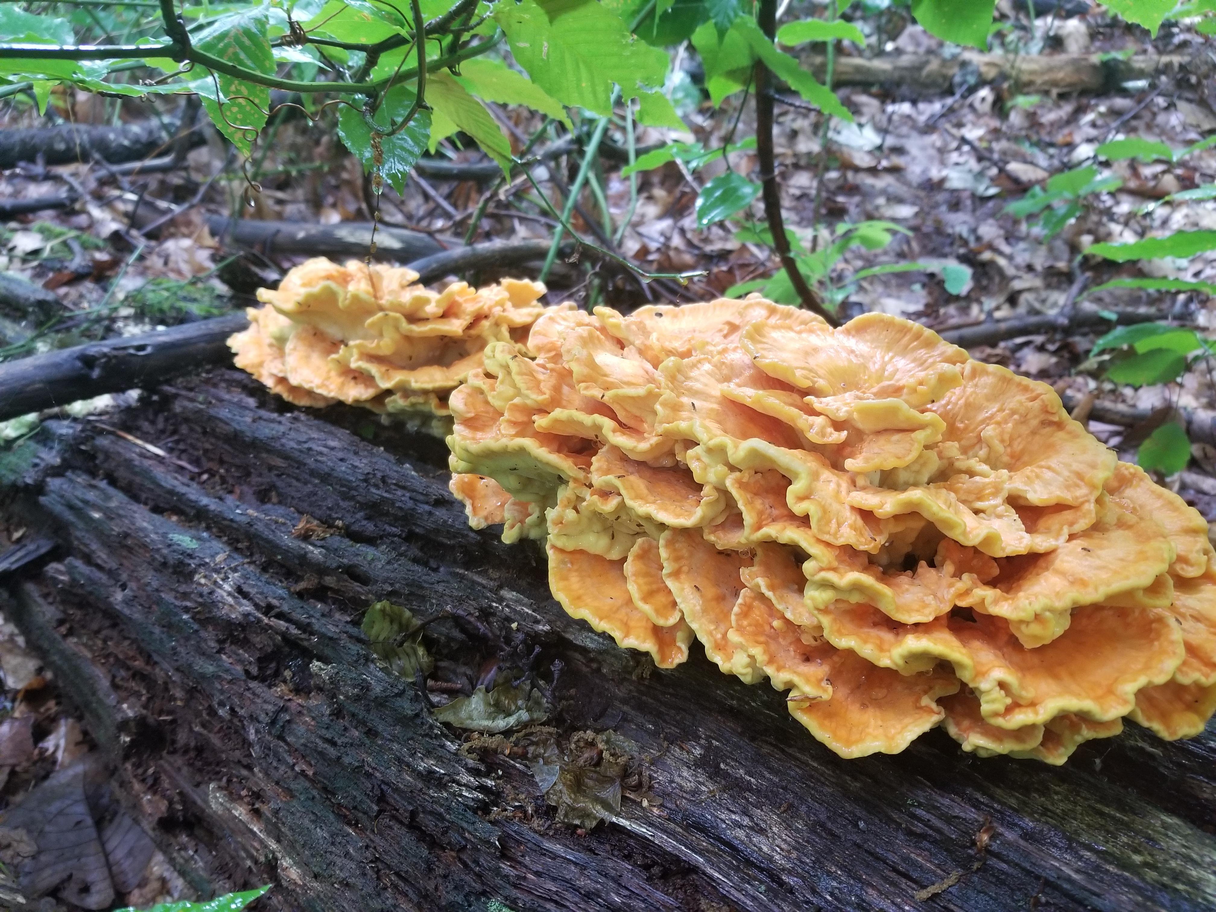 Good bit of chicken of the woods I harvested yesterday. r/foraging