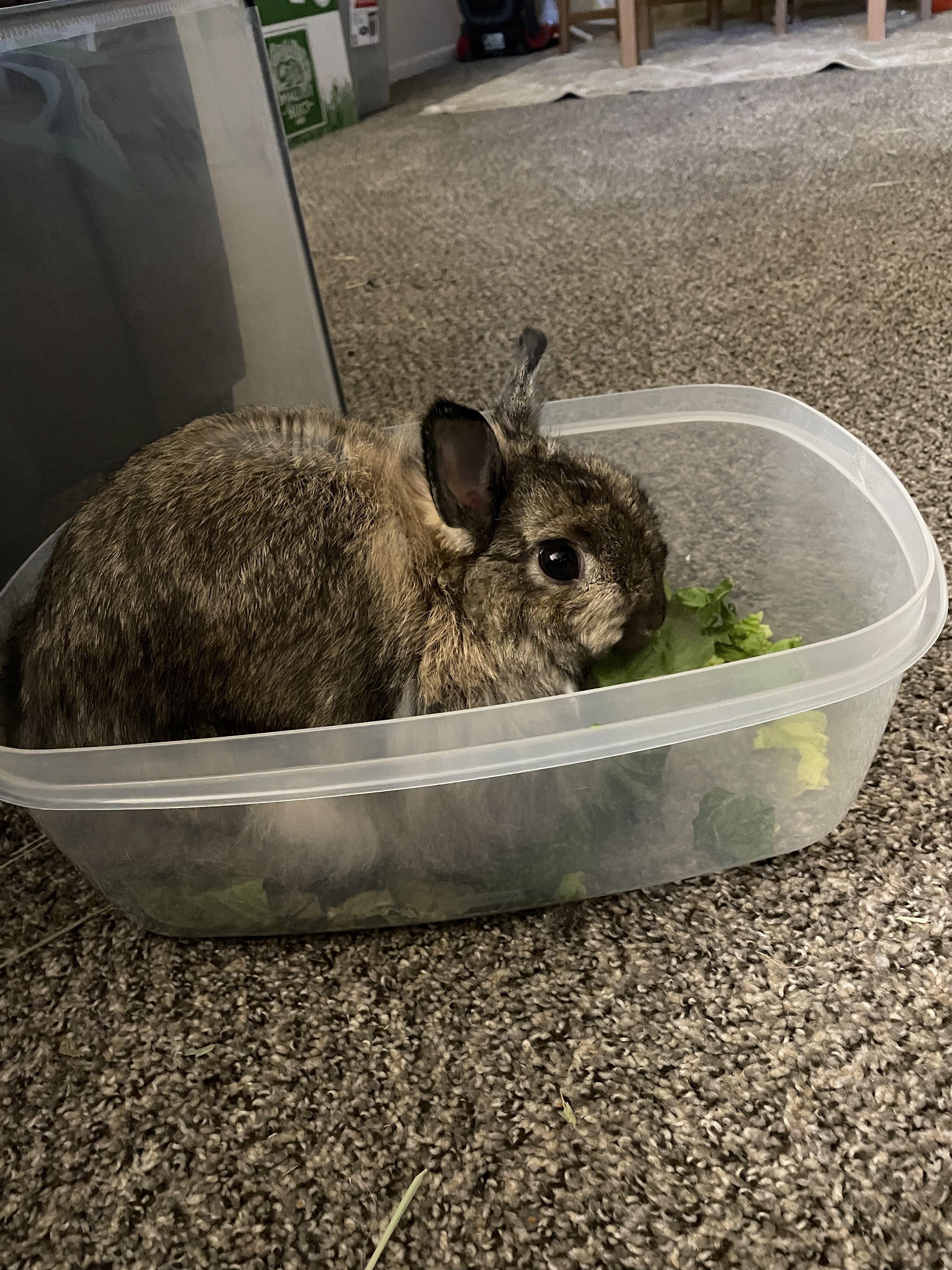 Veggie rabbit bowl 🥣 🤣😂🥰 r/Rabbits