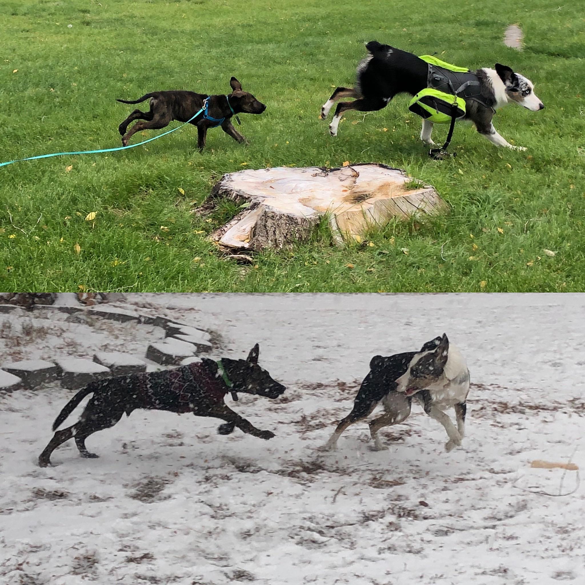 Moose and his best friend Maggie ️ what a difference a few months can
