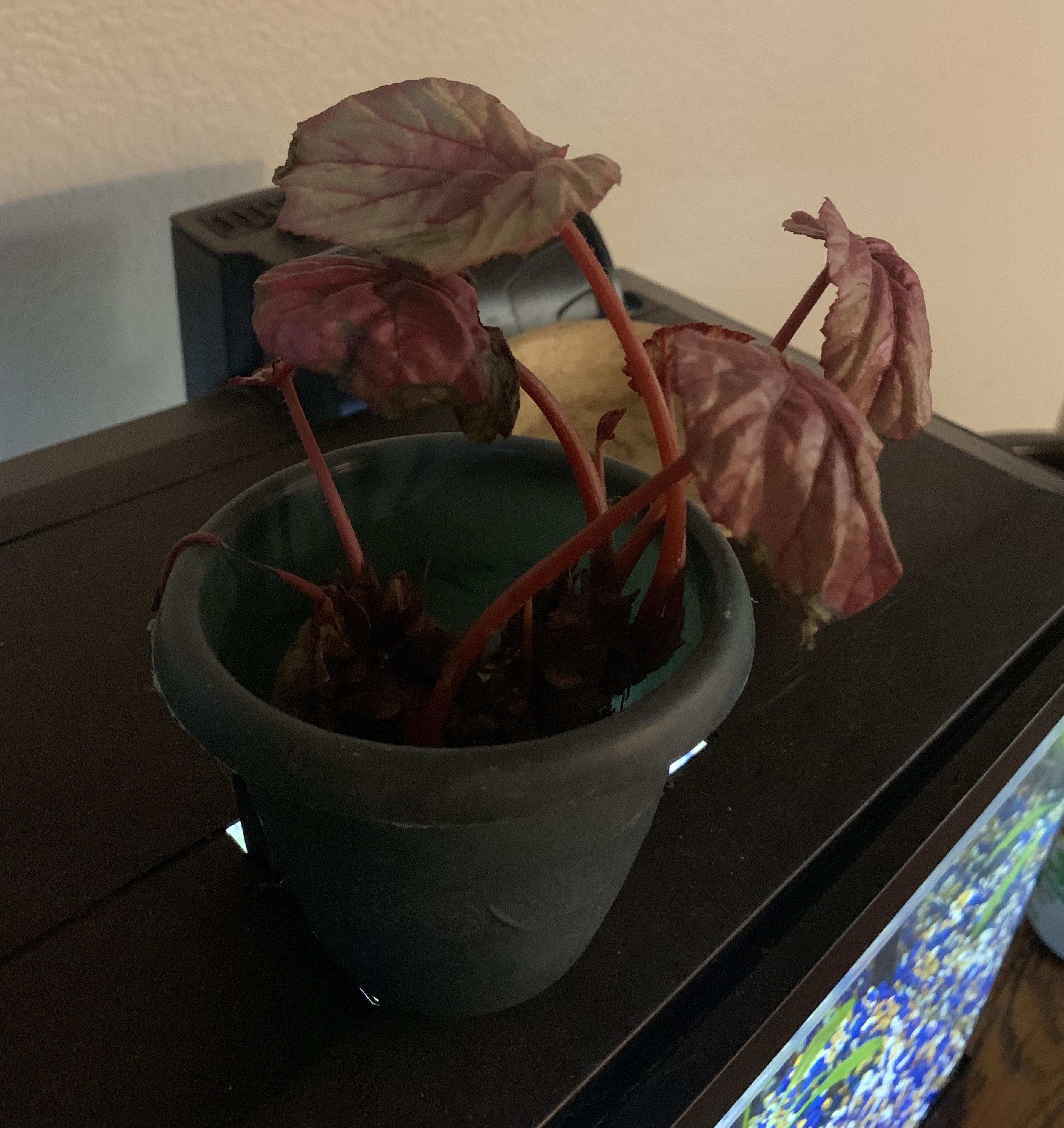 What’s wrong with my begonia ( previously she was in soil and had new