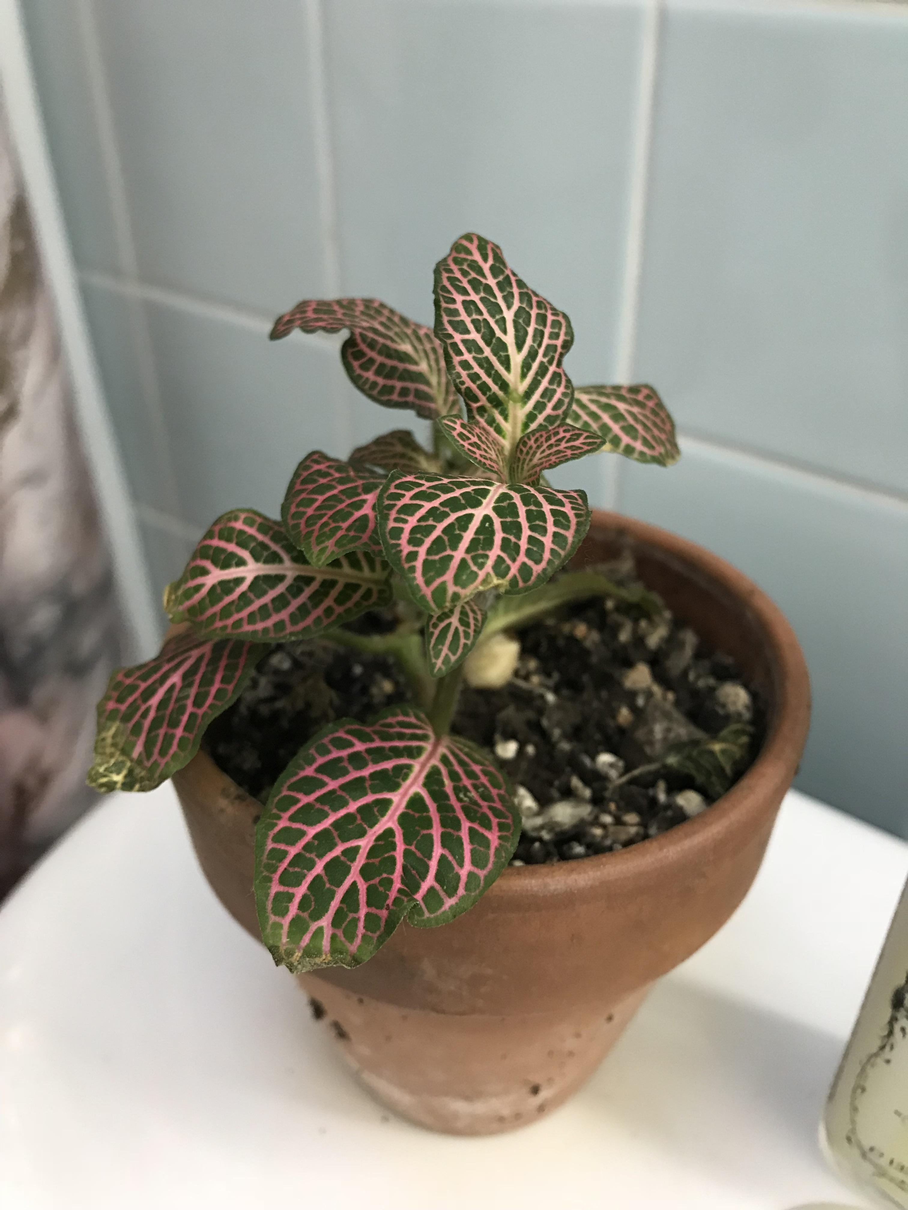 Does anyone know why my nerve plants end are dying? r/houseplants