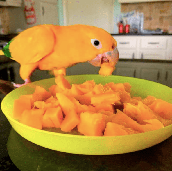 Steal the mango! Eat the mango! Be the mango! r/parrots