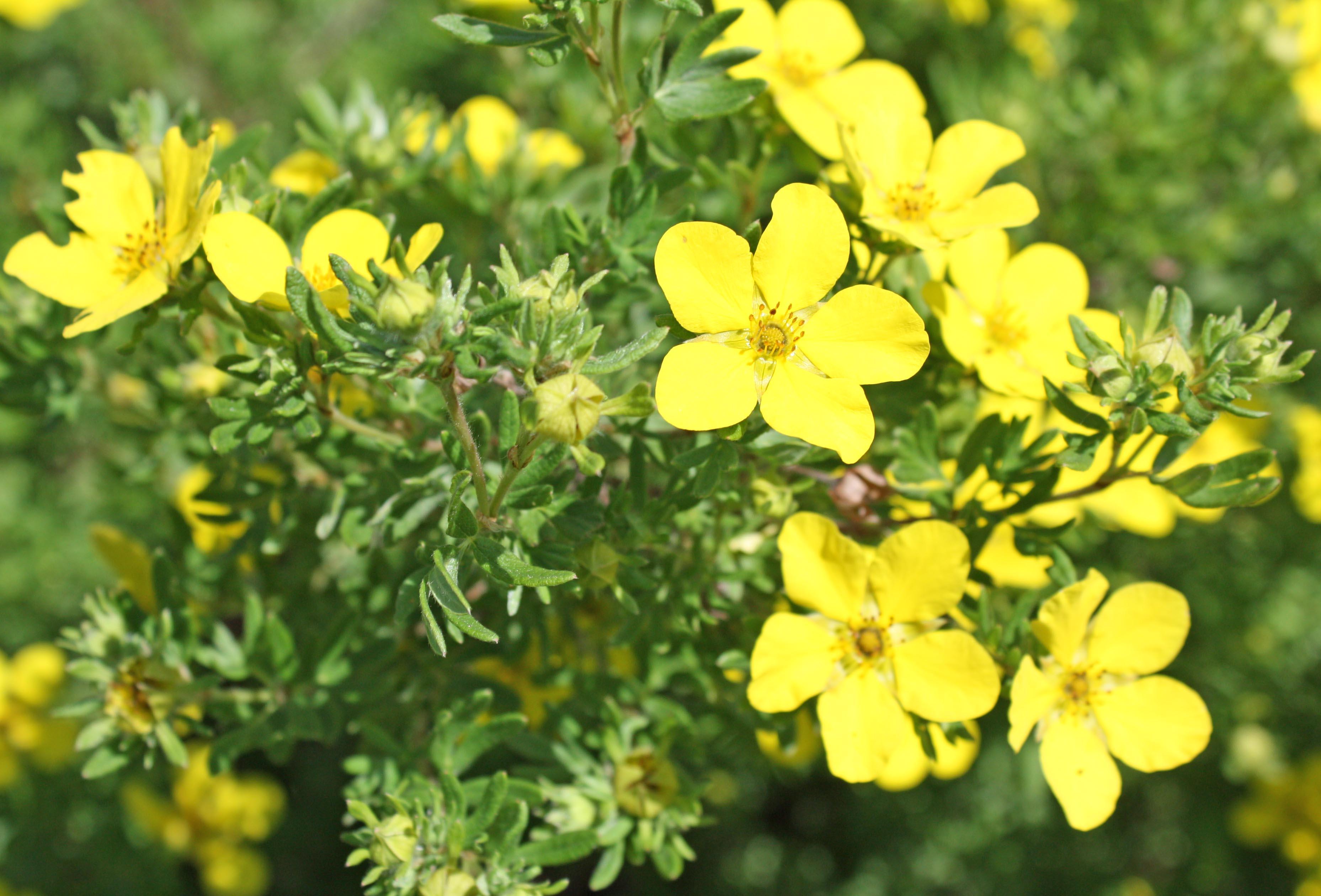 [Michigan] [outdoor] Wondering what this shrub/bush is flowers have